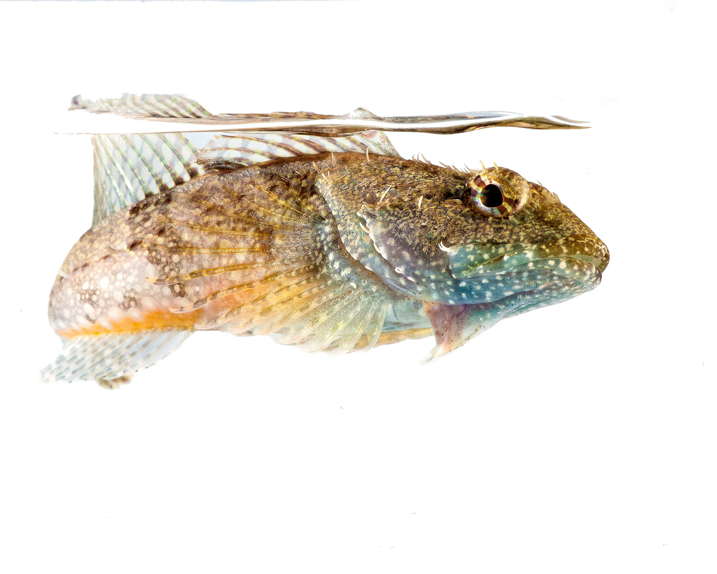 Sculpin at water surface (Artedius lateralis), Oregon coast, photo by Kim Tice