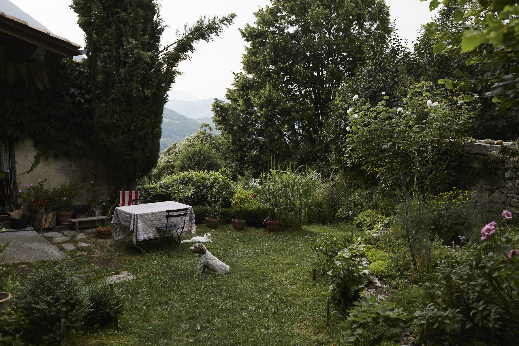 The garden and house in Vesc, Drôme, featuring Lili the cat and Mousse the dog (‘Mousse’ translates to ‘Moss’ in English).