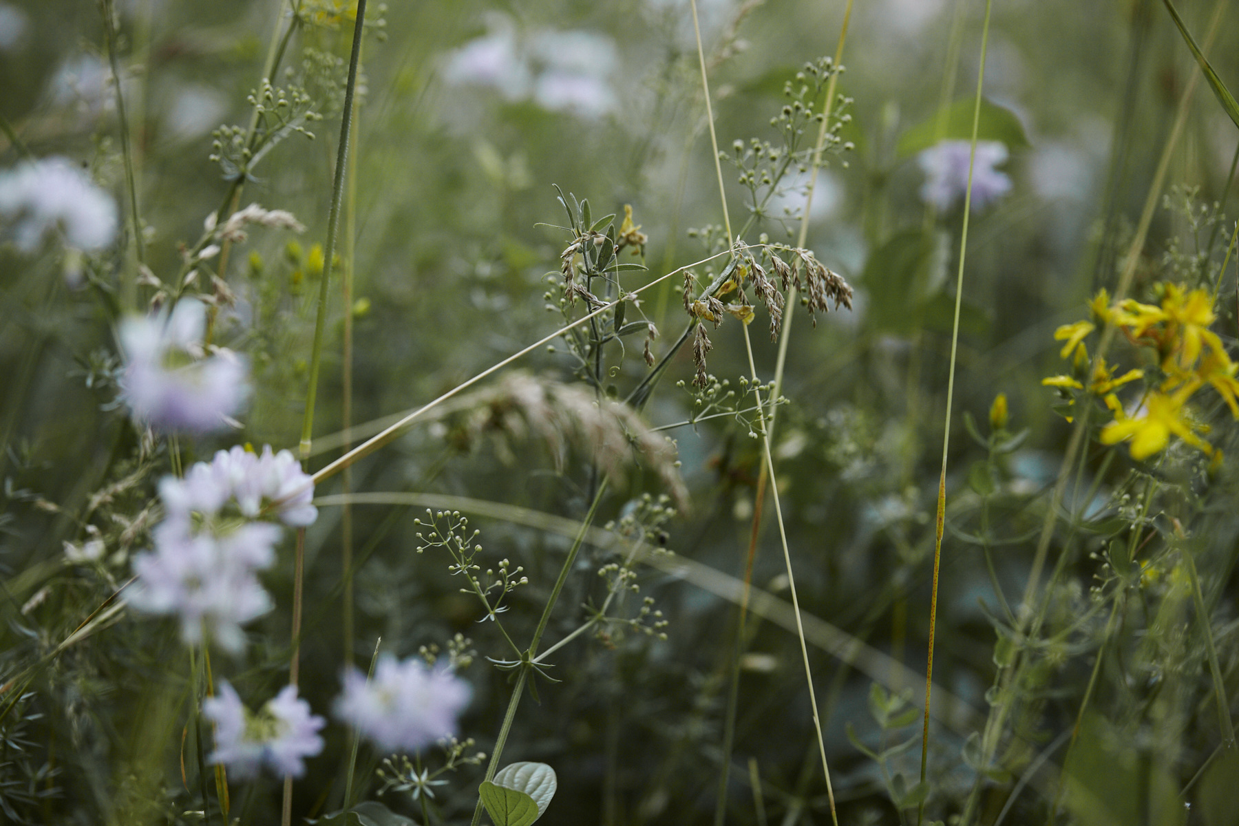 Detail of grasses and wildflowers in the garden.