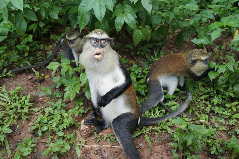 Monkey See, Monkey Do