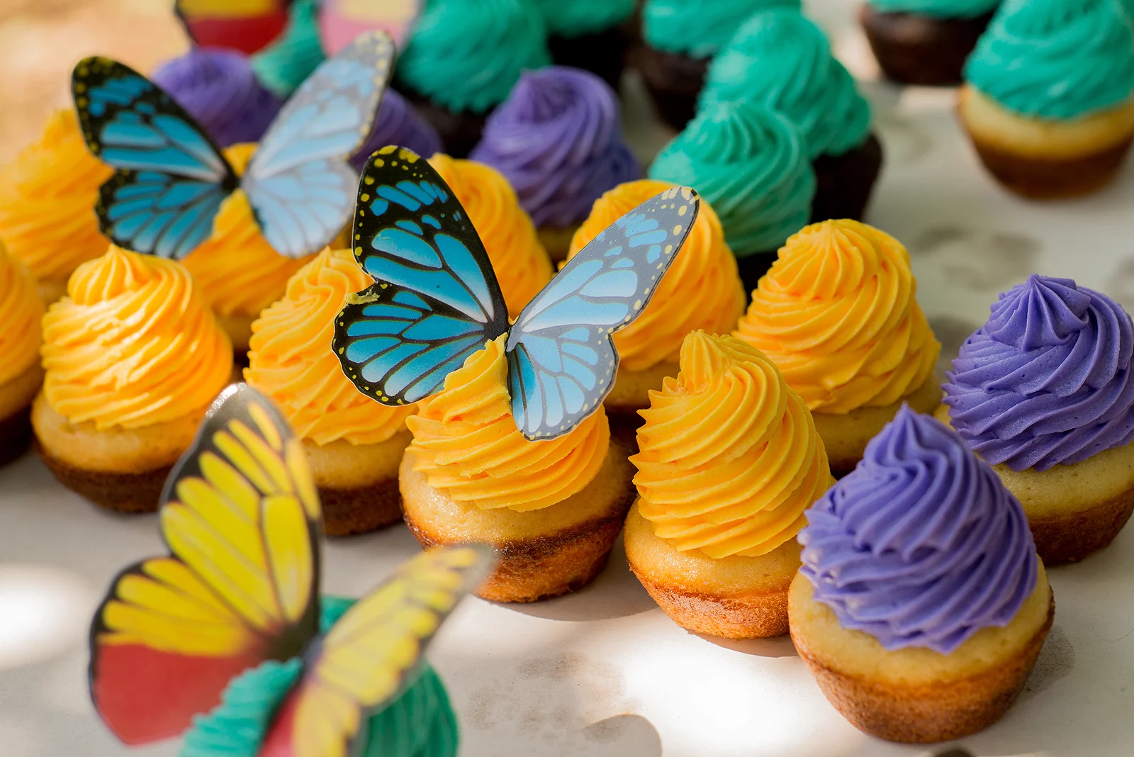 Butterfly Garden