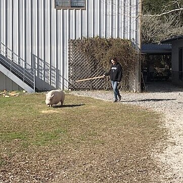 Pig herding. ...
All in a principal's day's work.