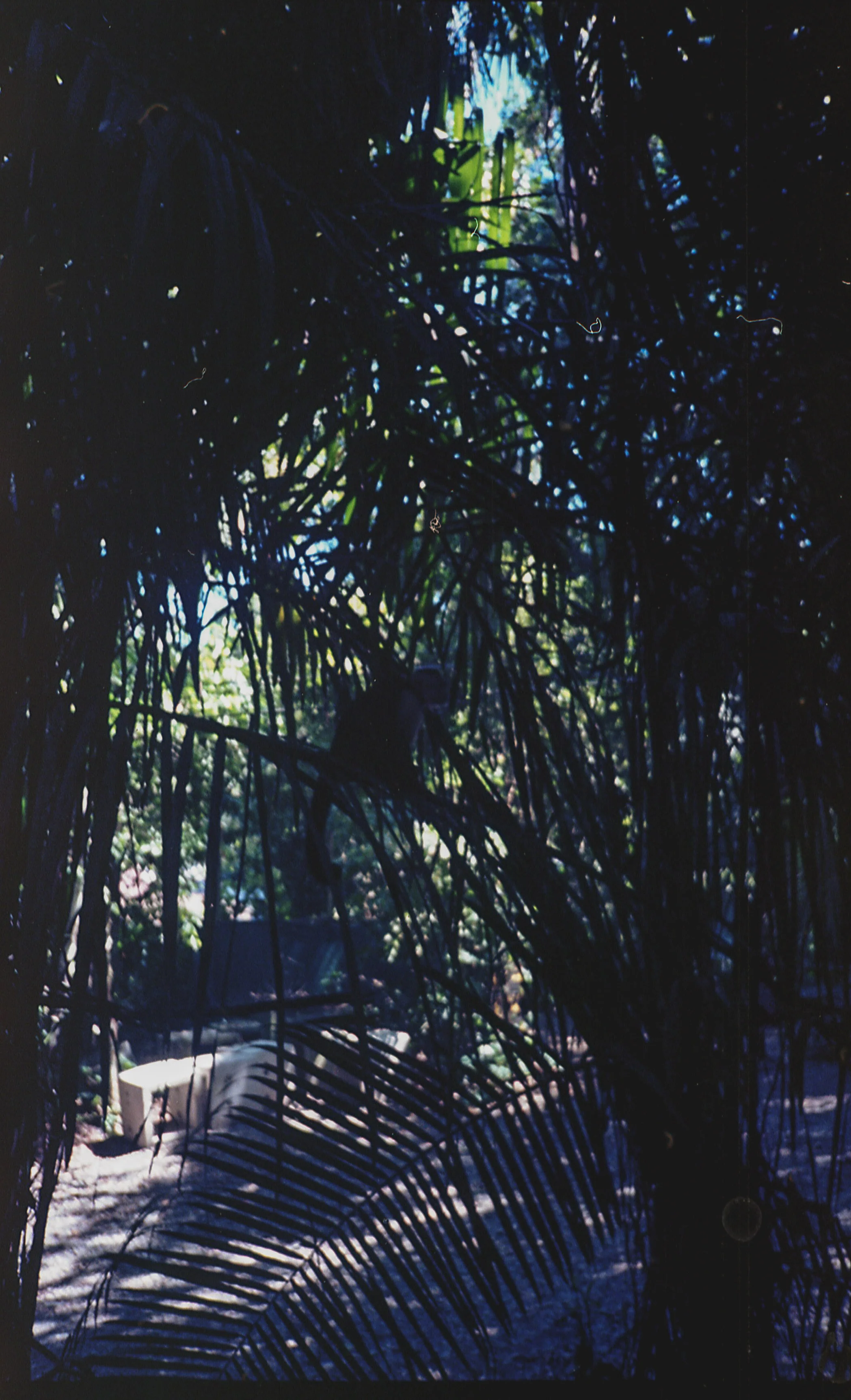 img315-2.jpg