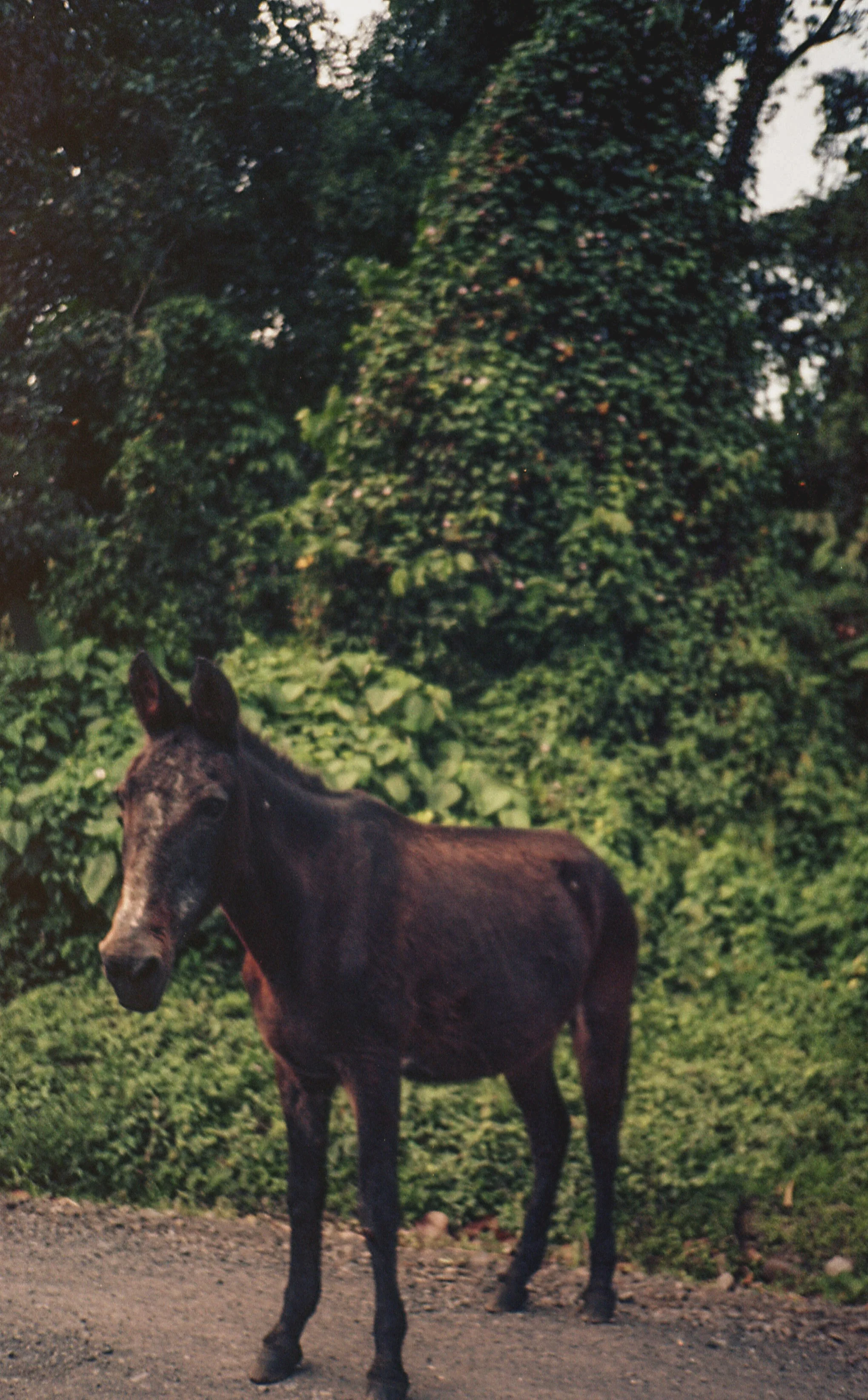 img335-2.jpg