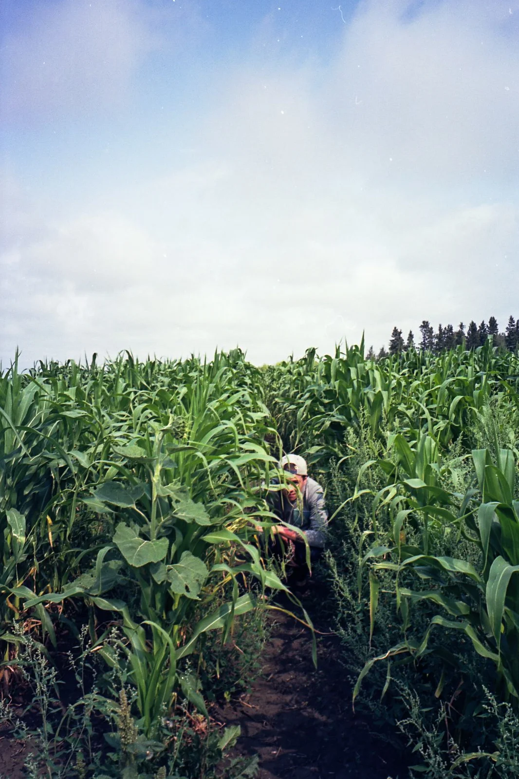 img401-3.jpg