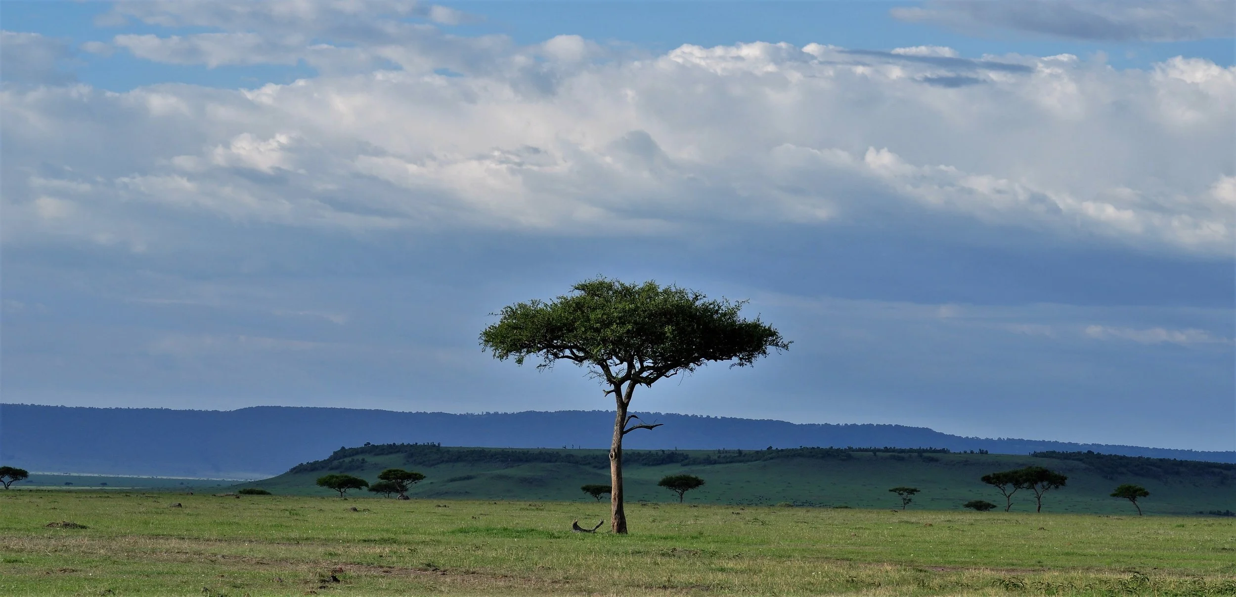 ATreeGrowsinKenya.jpg