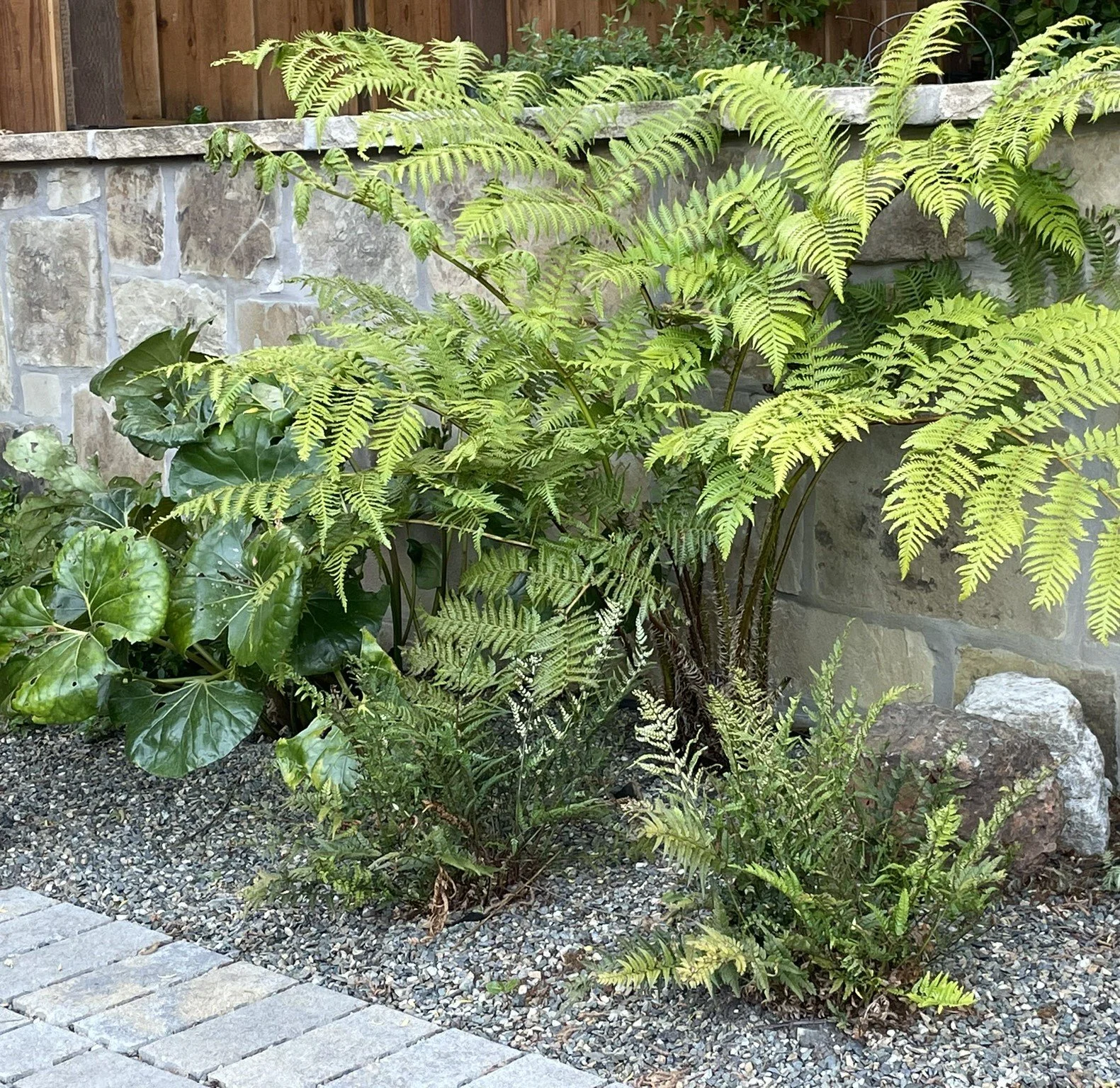 Fern - La Honda.JPEG