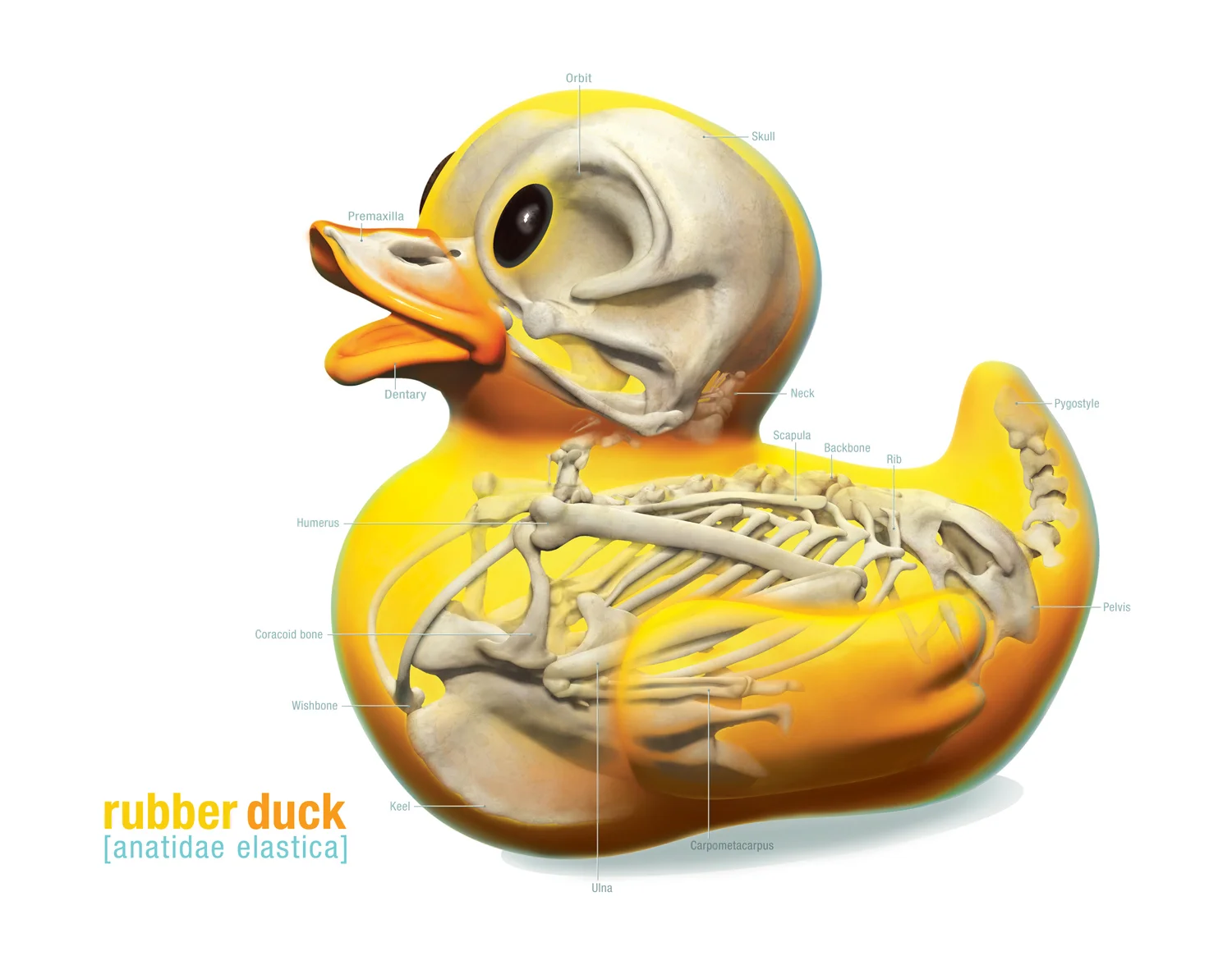 duck_15kpx_150dpi.jpg