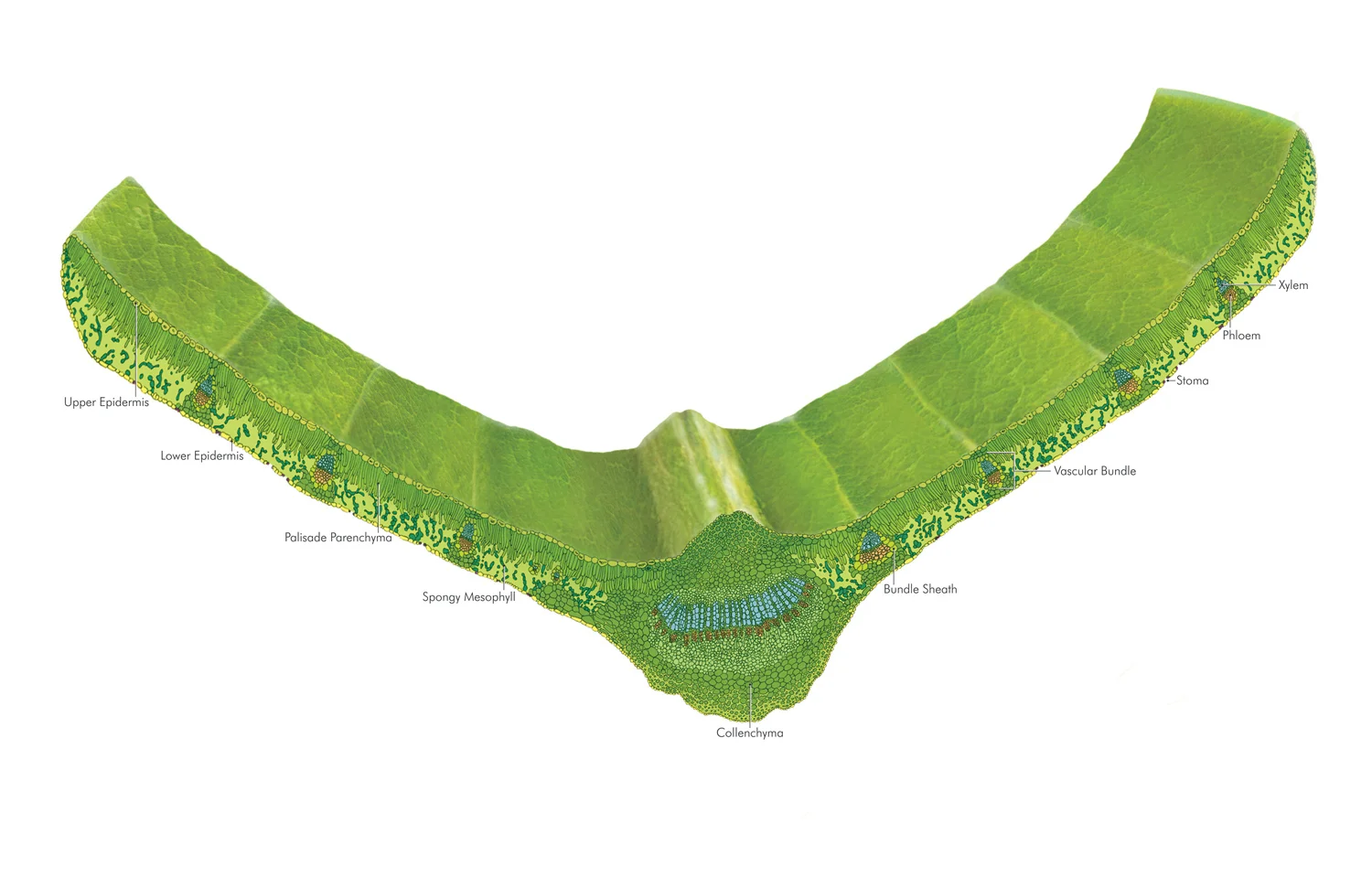 leaf_15kpx_150dpi.jpg