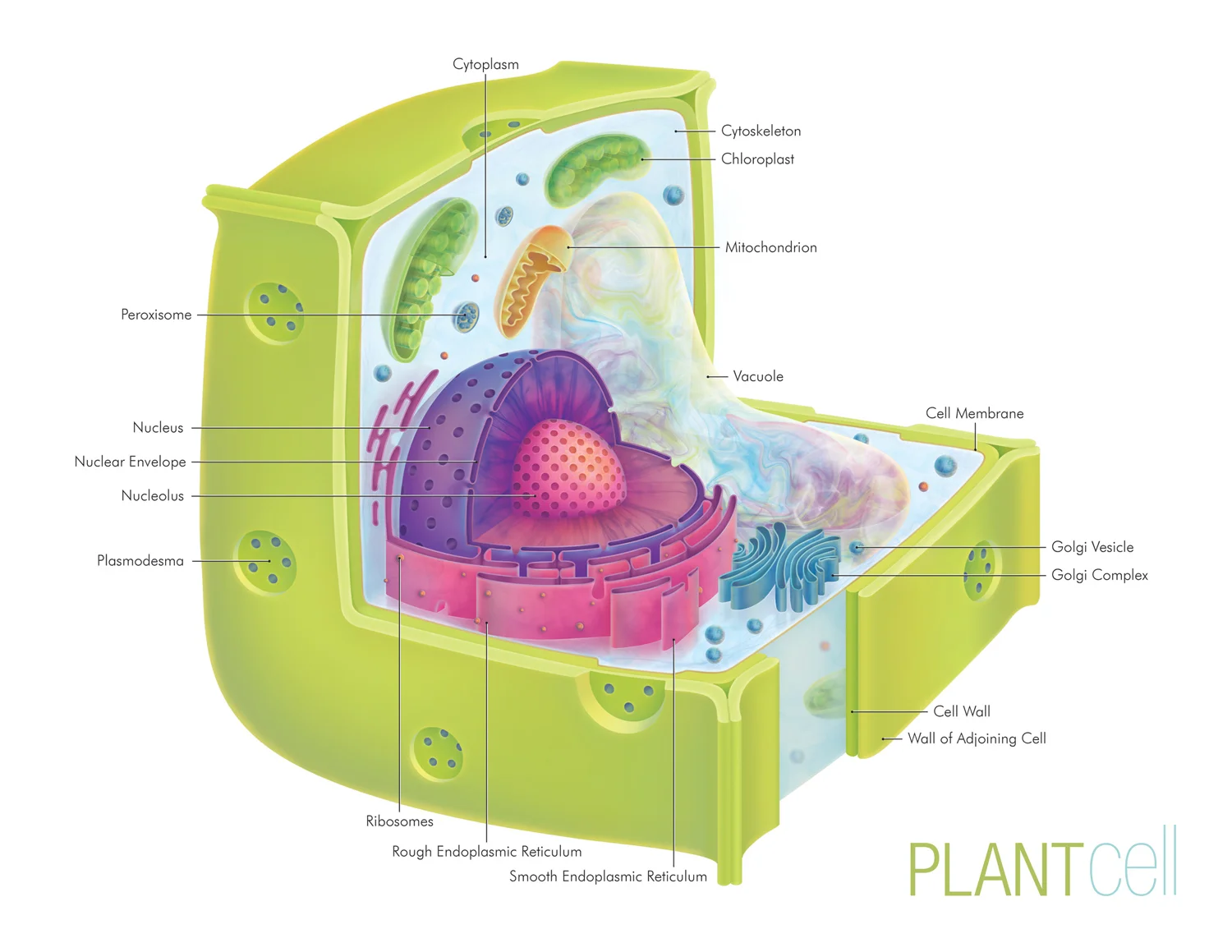 plantcell_15kpx_150dpi.jpg