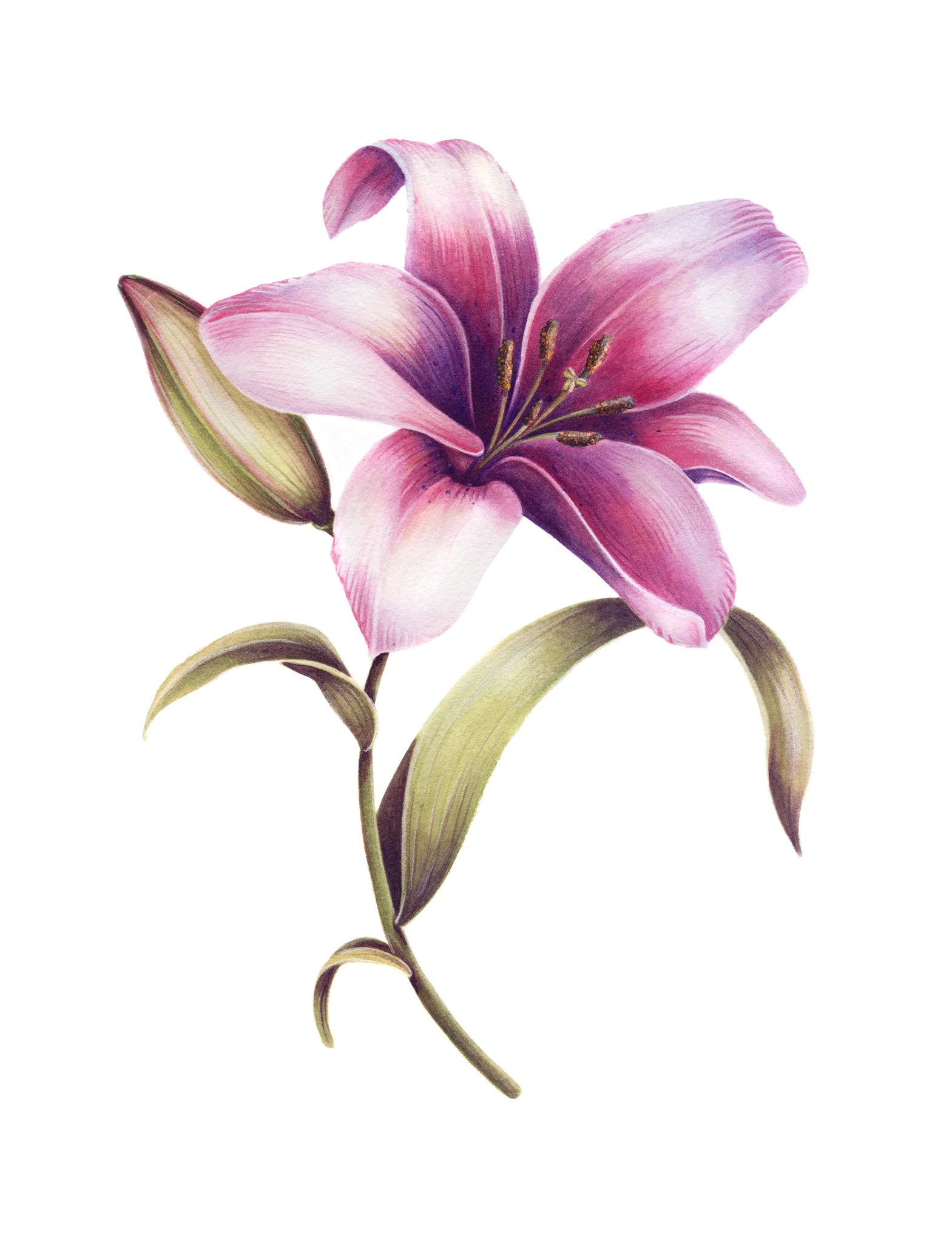 lily_72.jpg