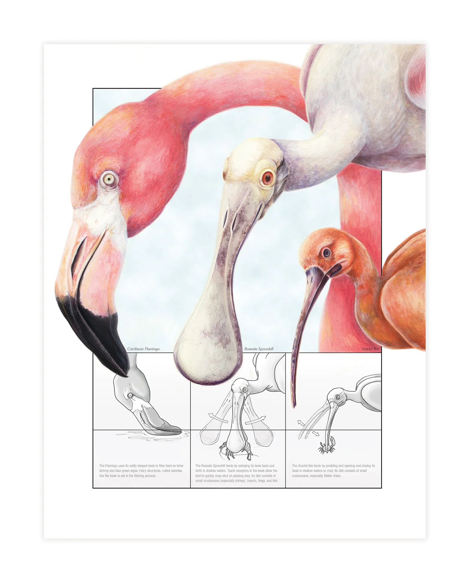 birds_2.jpg