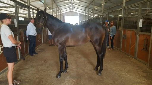 Yearling Sales