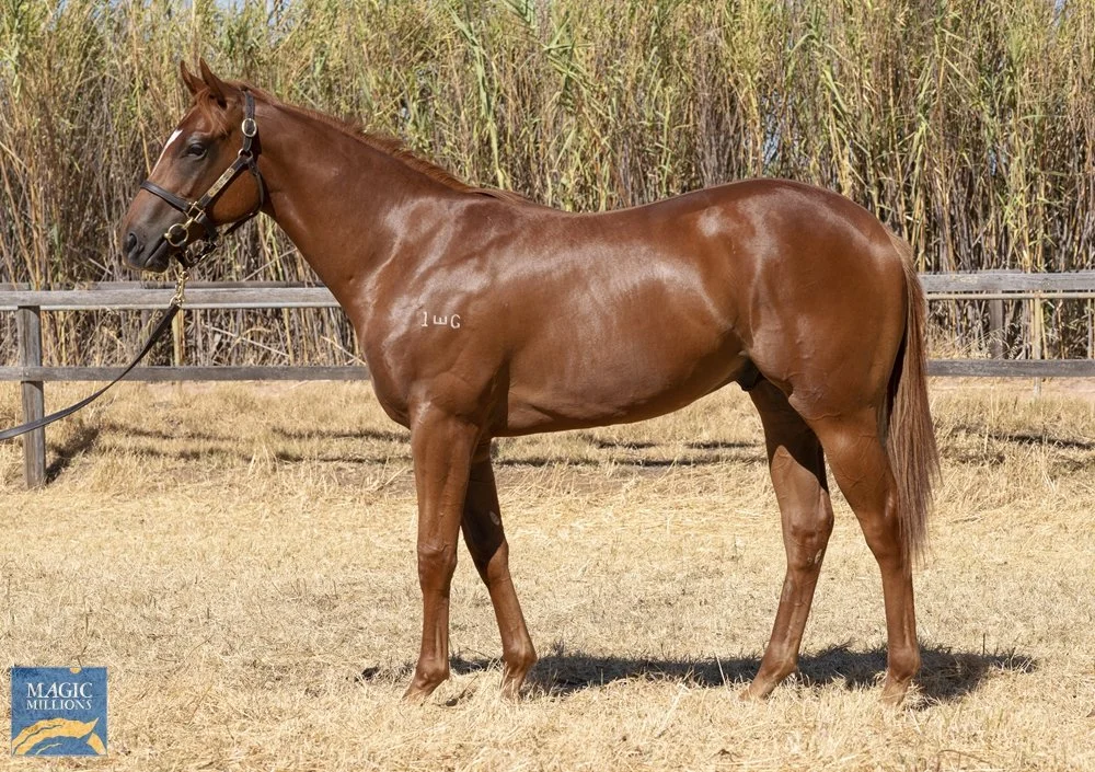 Introducing SONIC THE RACEHORSE