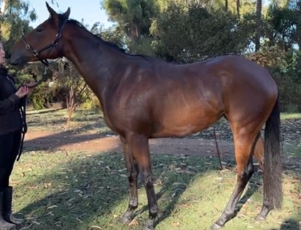 Runner Alert : The Prancing Pony Belmont Wednesday