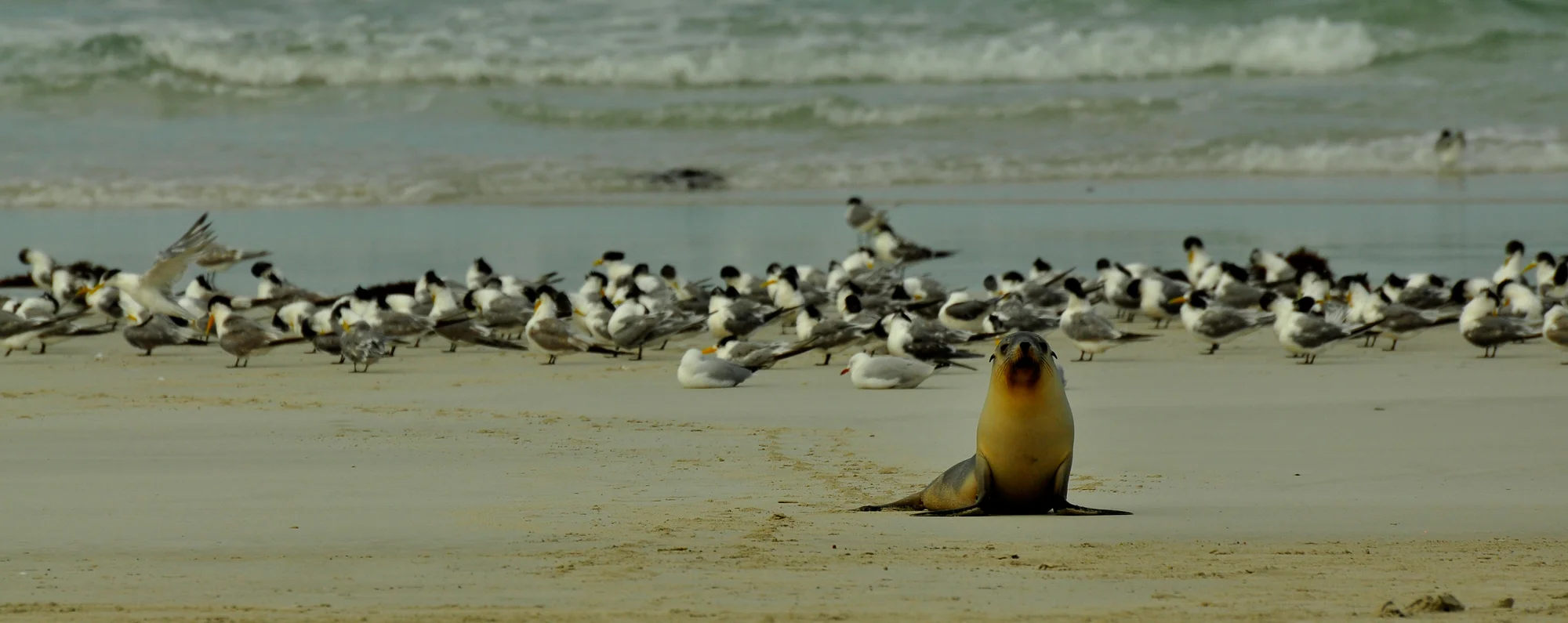 Kangaroo Island, Australia 2010 (M)