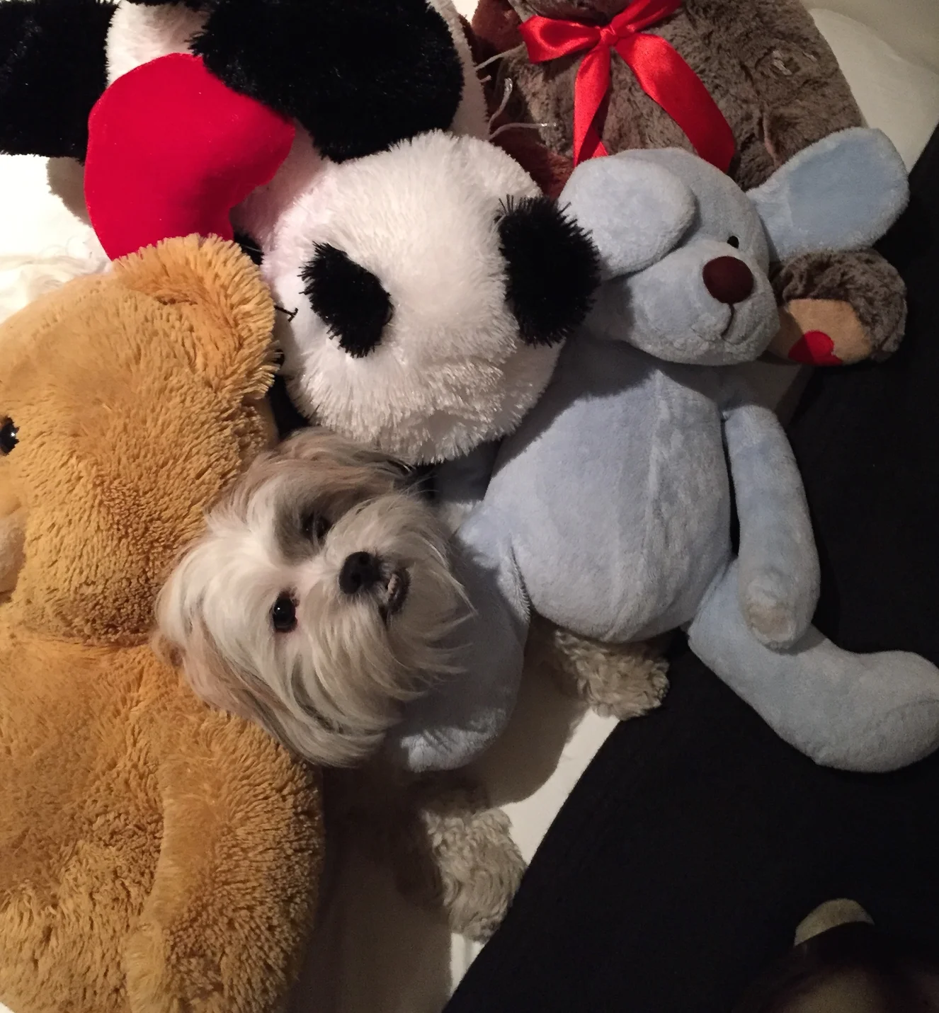 Where's Teddy? Manhattan, New York 2015 (M)