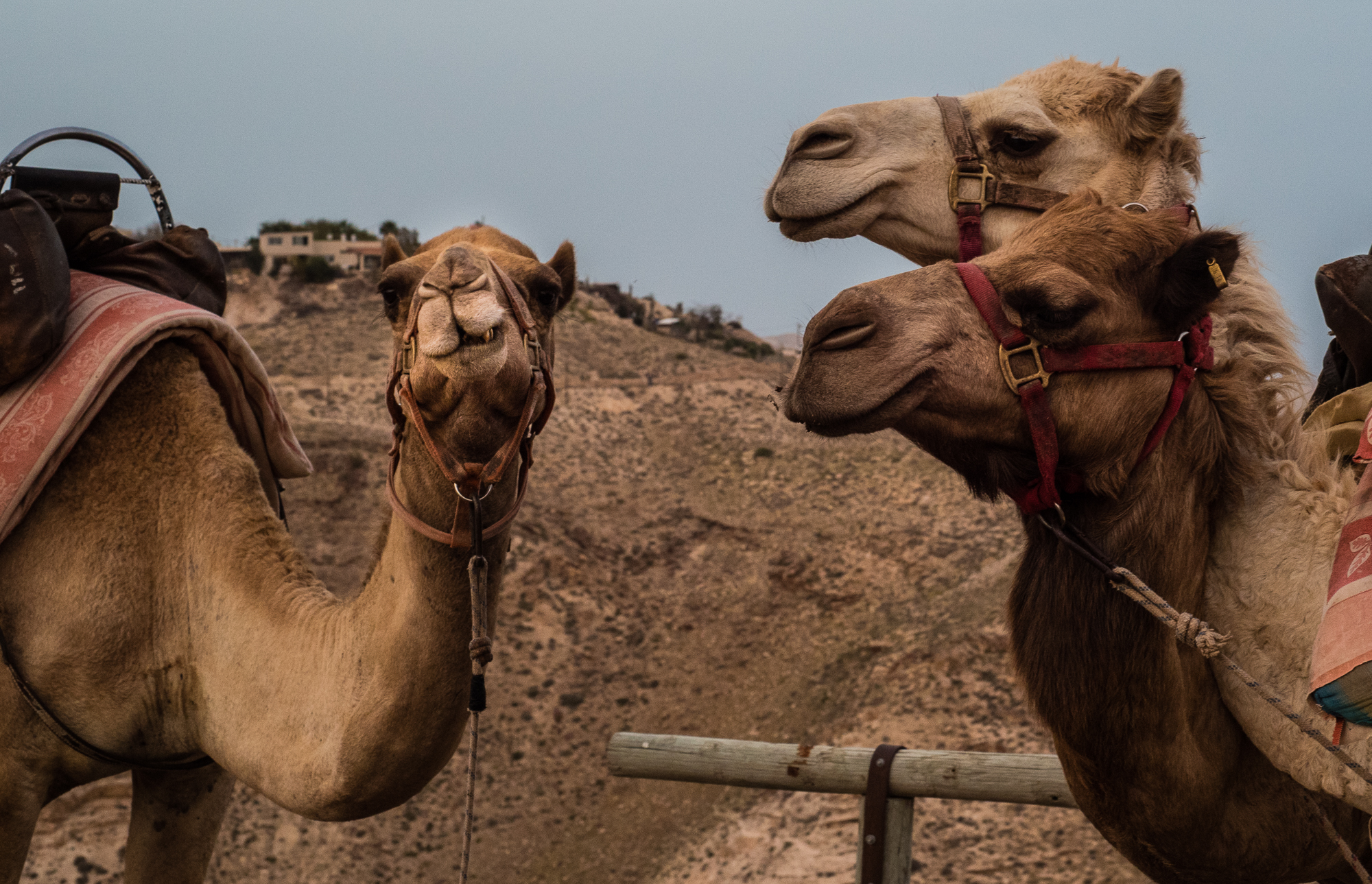 Judean Desert, Israel 2017
