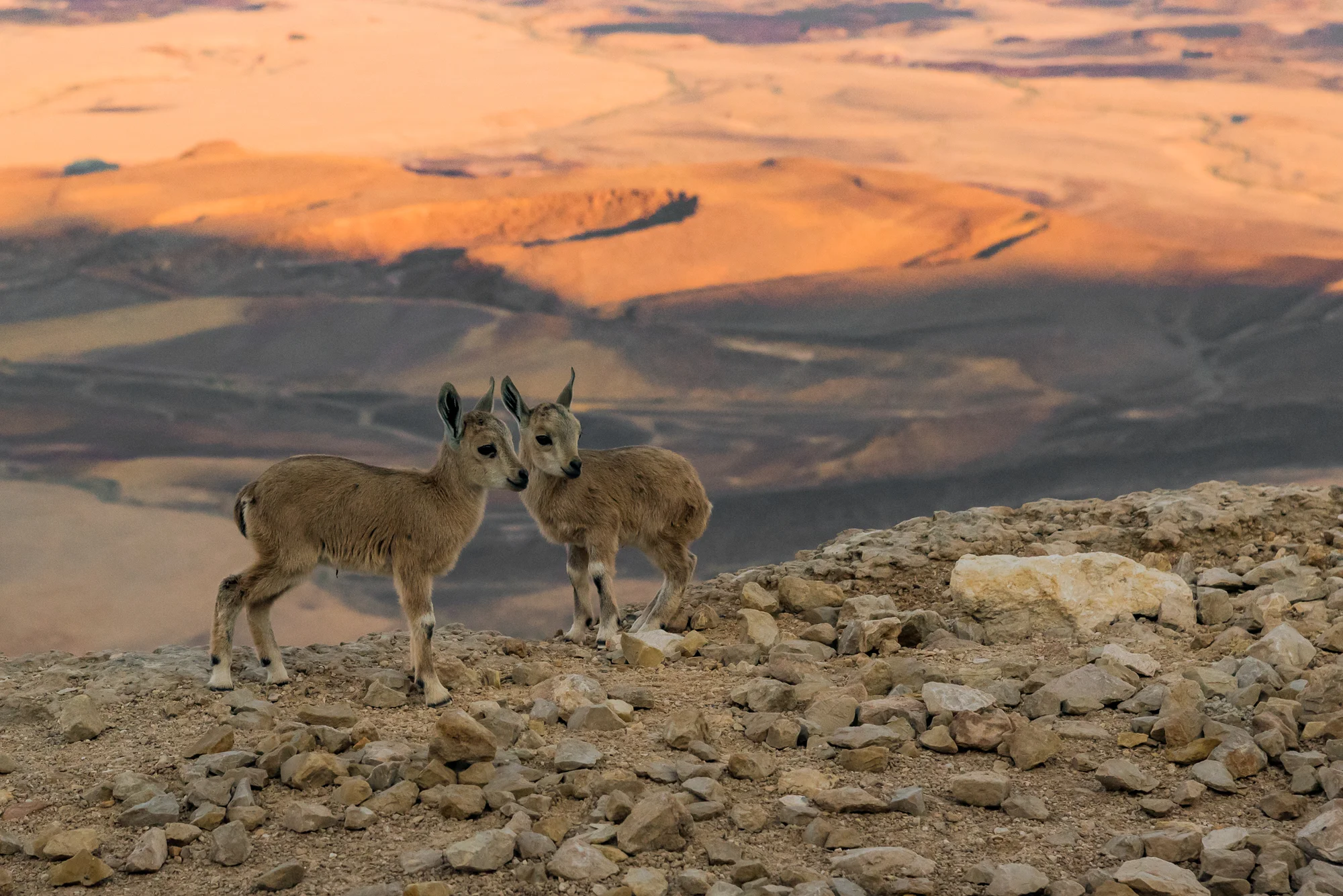 Ramon Crater. Negev Desert, Israel 2017