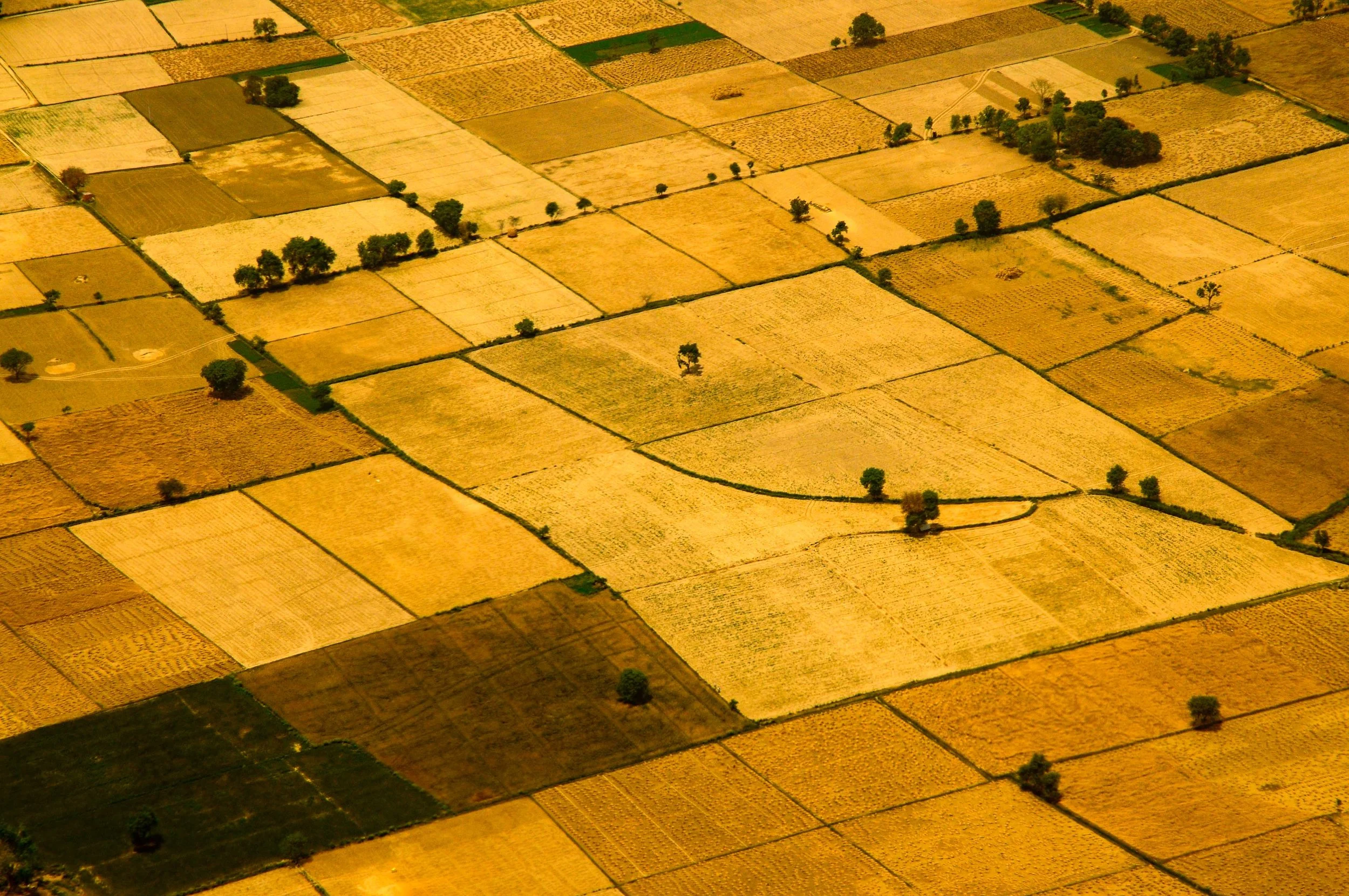 Golden Fields, Agra, India 2009