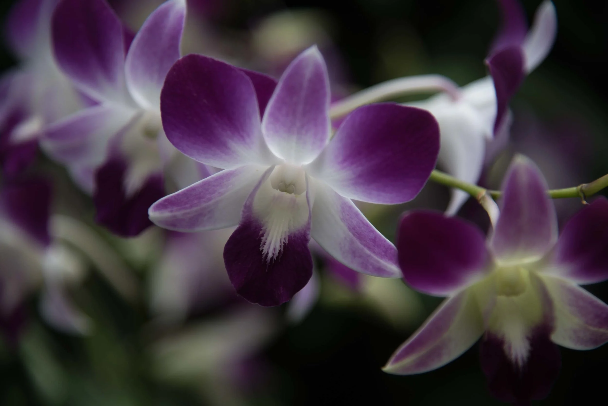 Flowerscapes: Orchid Garden, Singapore 2015