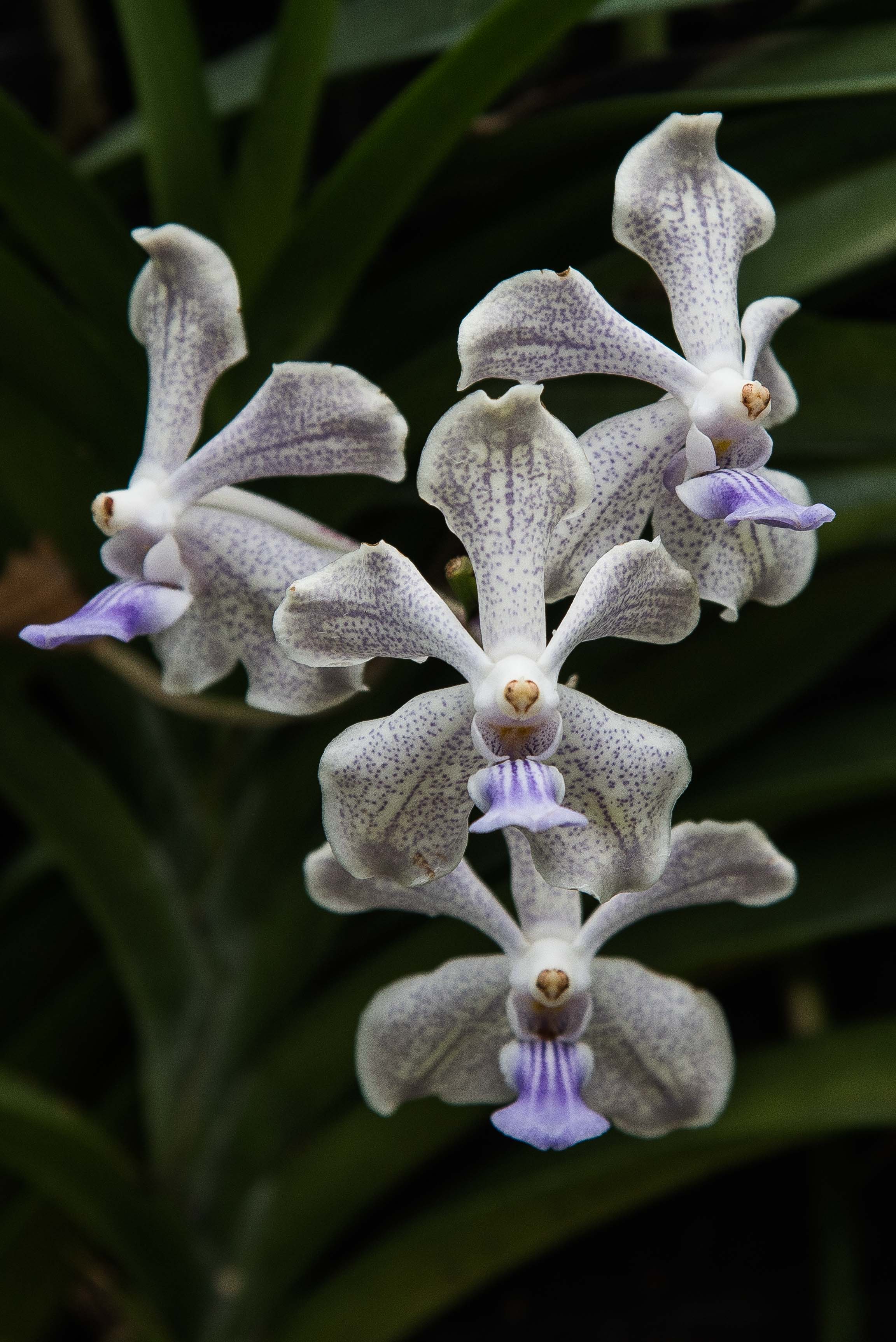 Flowerscapes: Orchid Garden, Singapore 2015