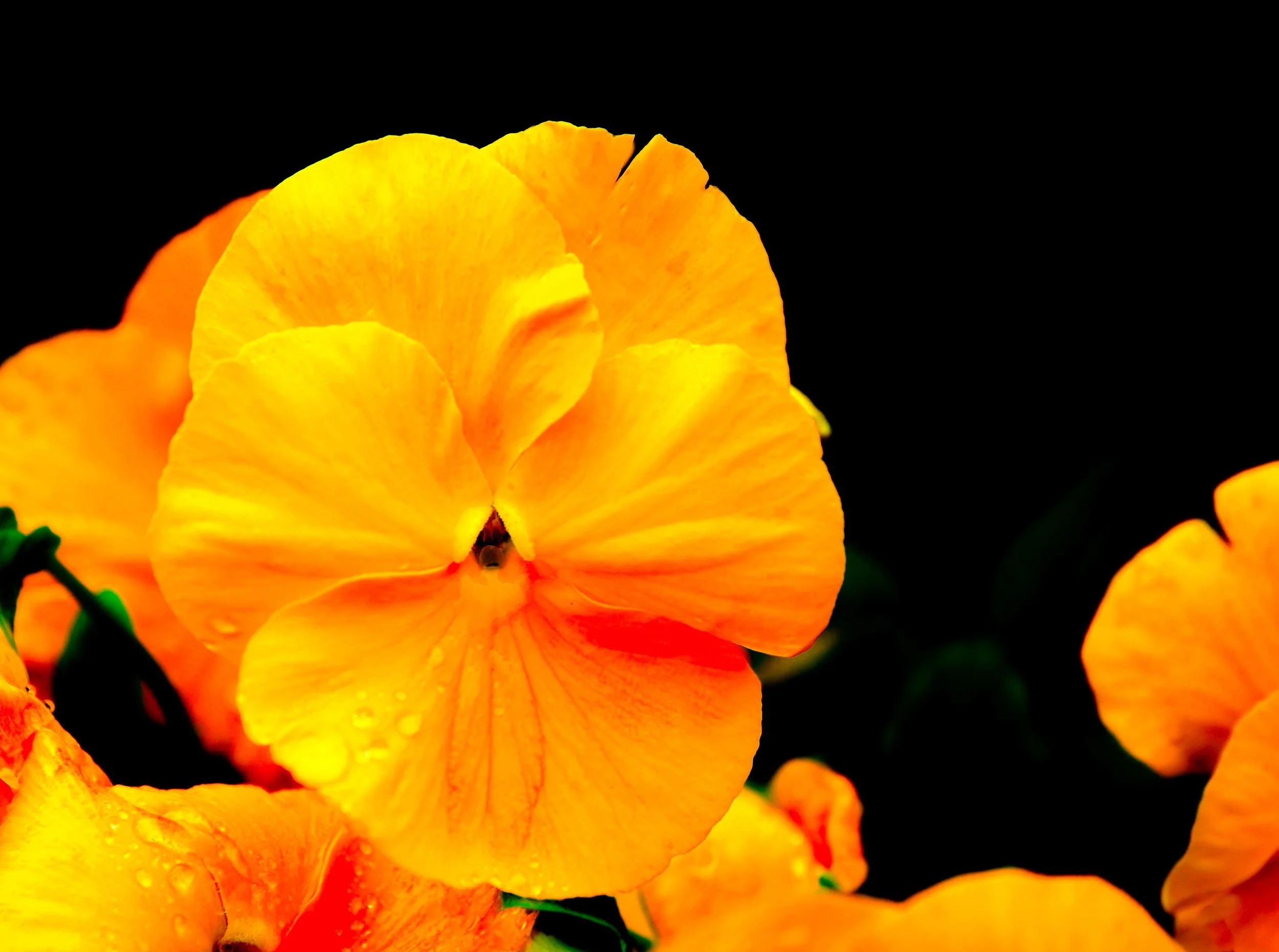 Flowerscapes: Inside Passage, Alaska 2011
