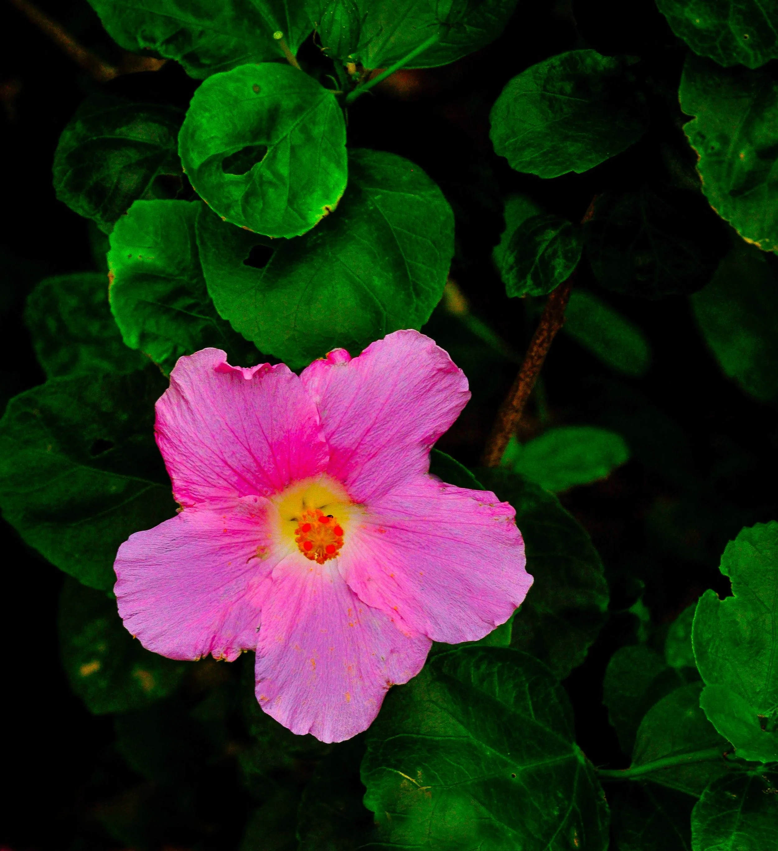 Flowerscapes: Sydney, Australia 2014