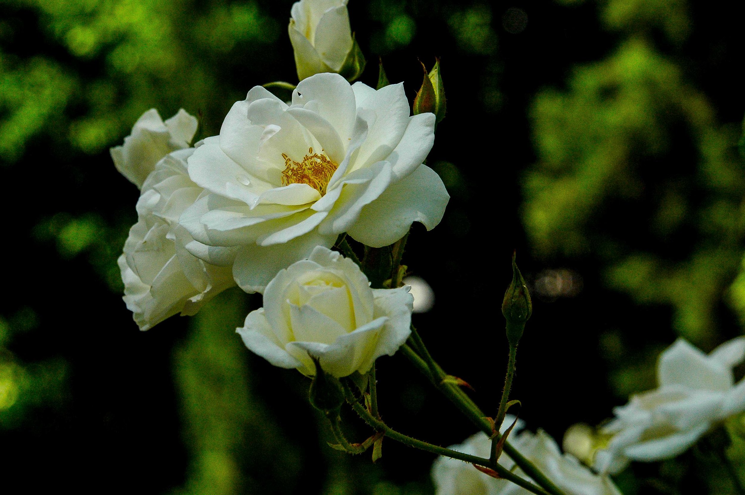 Flowerscapes: Capetown, South Aftica 2005