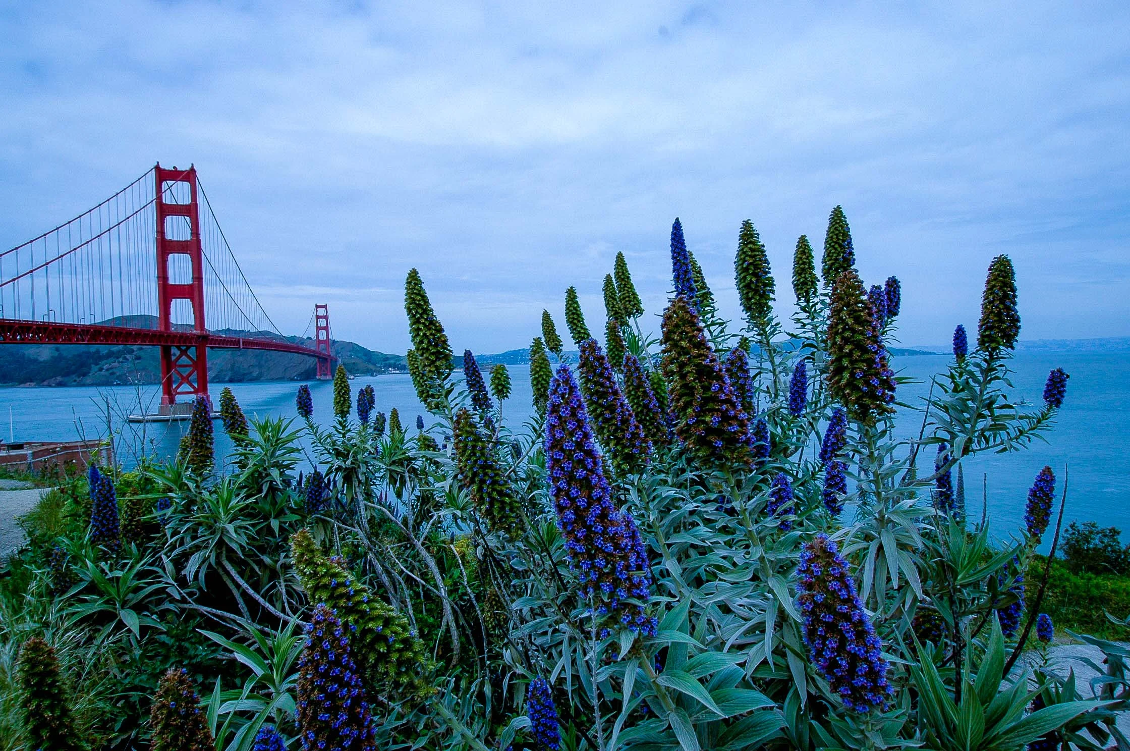 Flowerscapes: Golden Gate Bridge. San Francisco, CA 2008