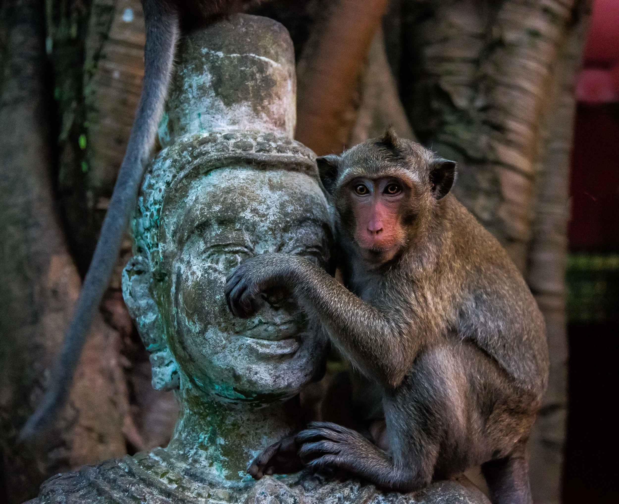 Animals Birds Wildlife- Cambodian Monkey, Wat Leu Temple, Sihanoukville, Cambodia 2015
