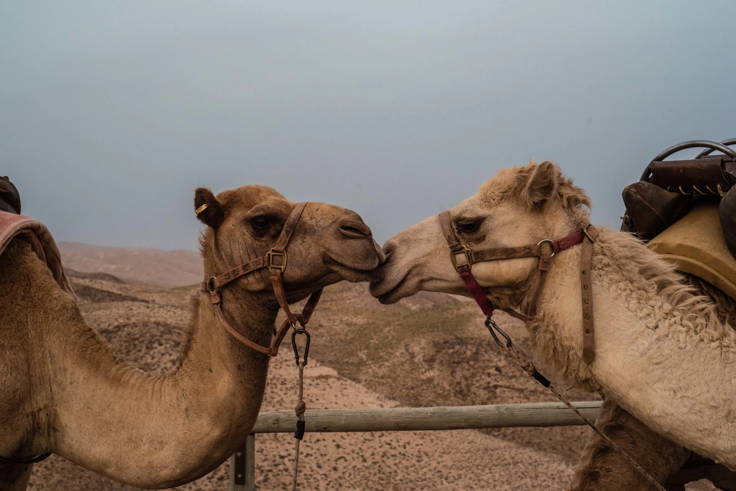 Animals Birds Wildlife- Judean Desert, Israel 2017