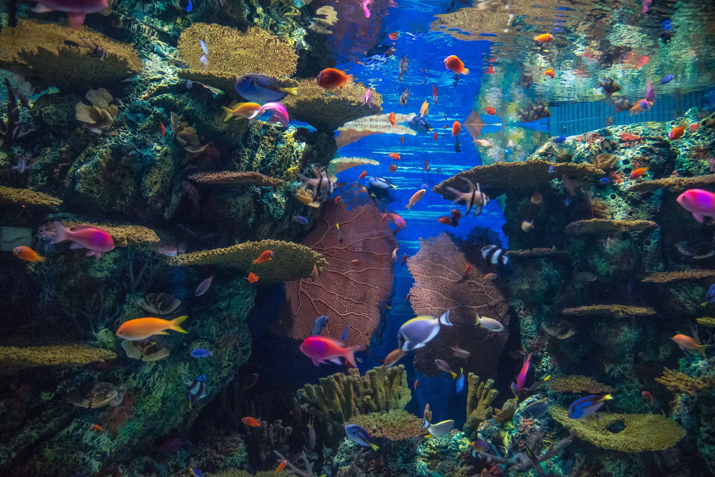 Animals Birds Wildlife- Shanghai Ocean Aquarium. Shanghai, China 2016