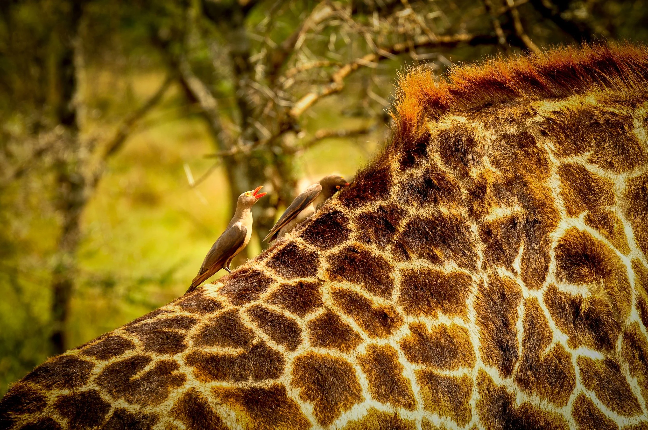 Serengeti, Tanzania, Africa 2009