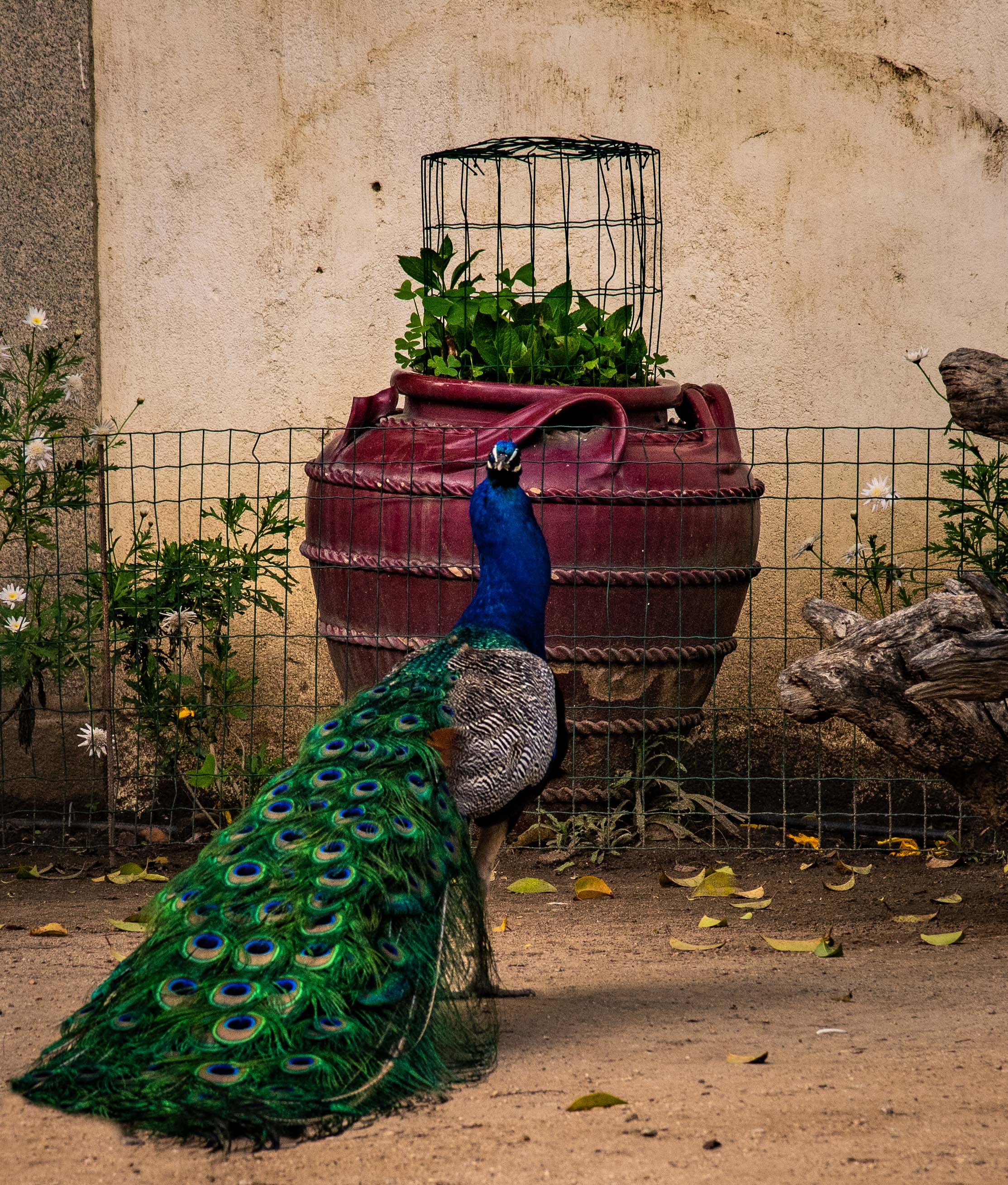 Peacock. Evora, Portugal 2018.
