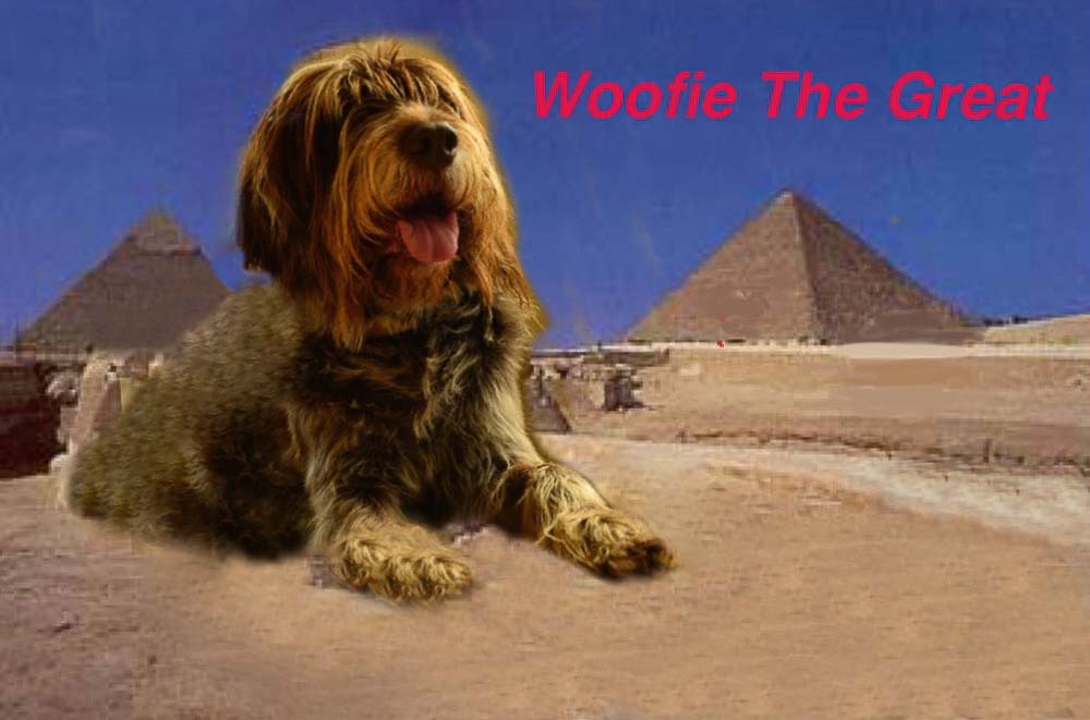 Woofie the Great. New York, NY