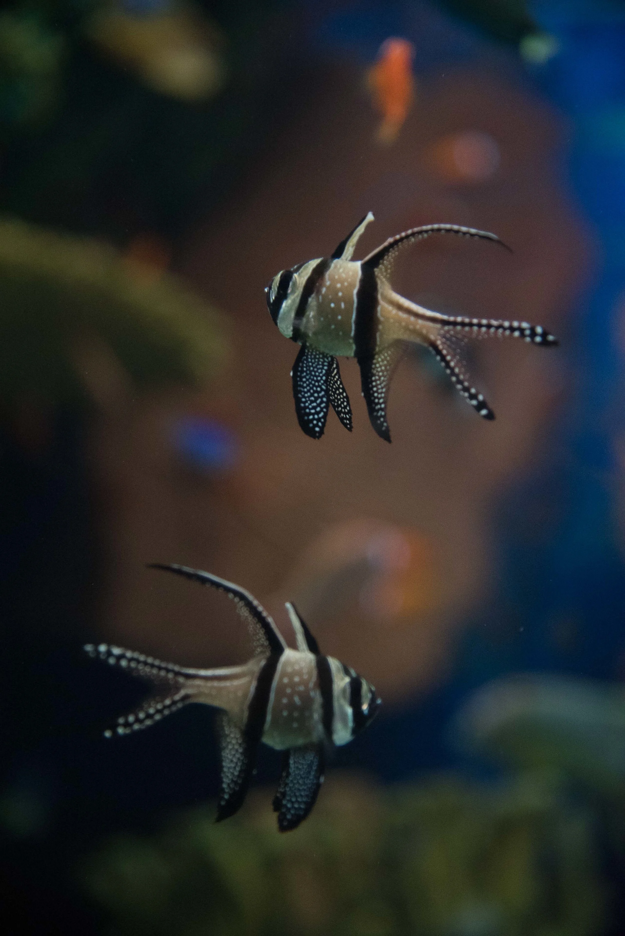 Shanghai Aquarium. Shanghai China. 2016