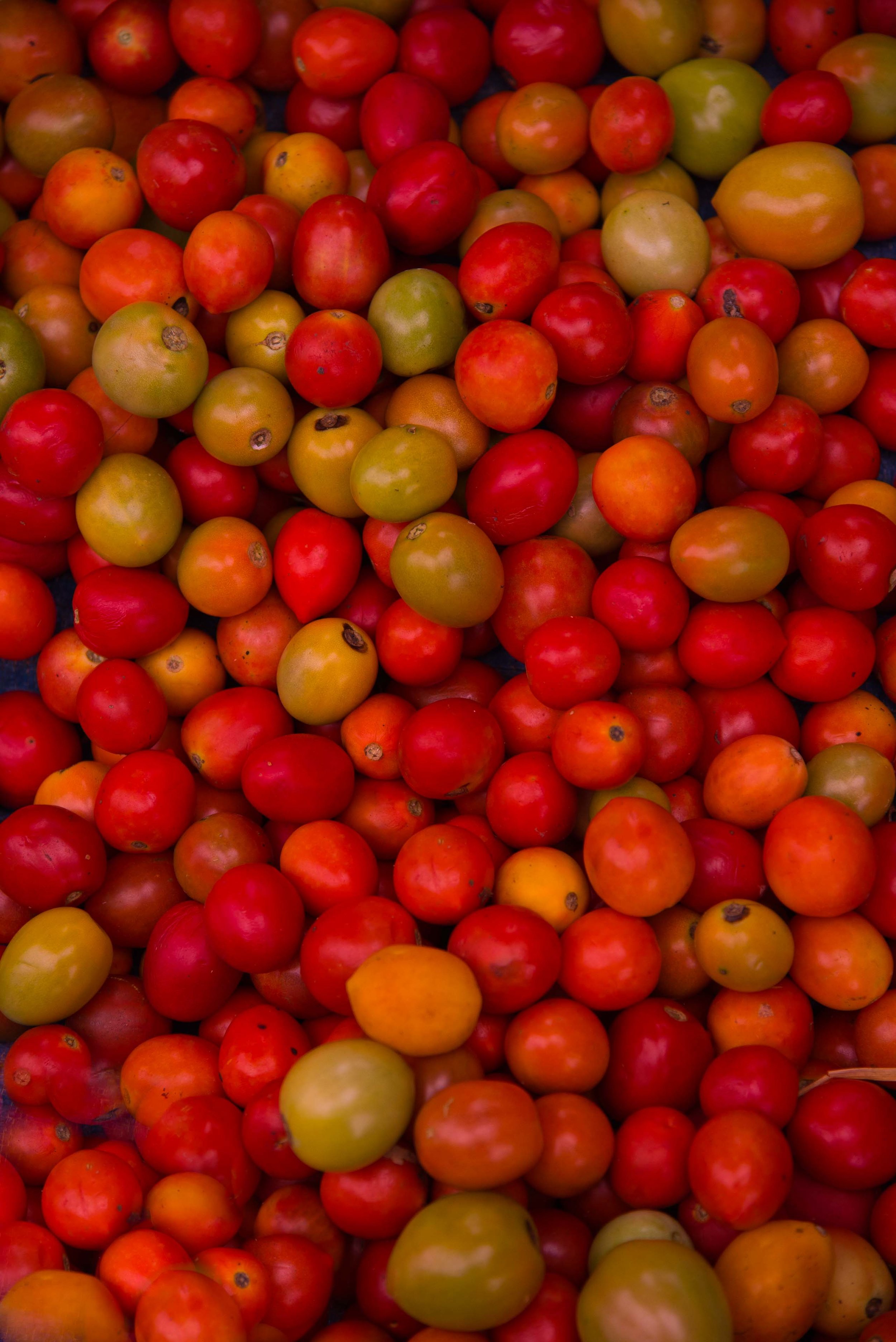 Cherry Tomatos. Inle Lake, Myanmar 2015
