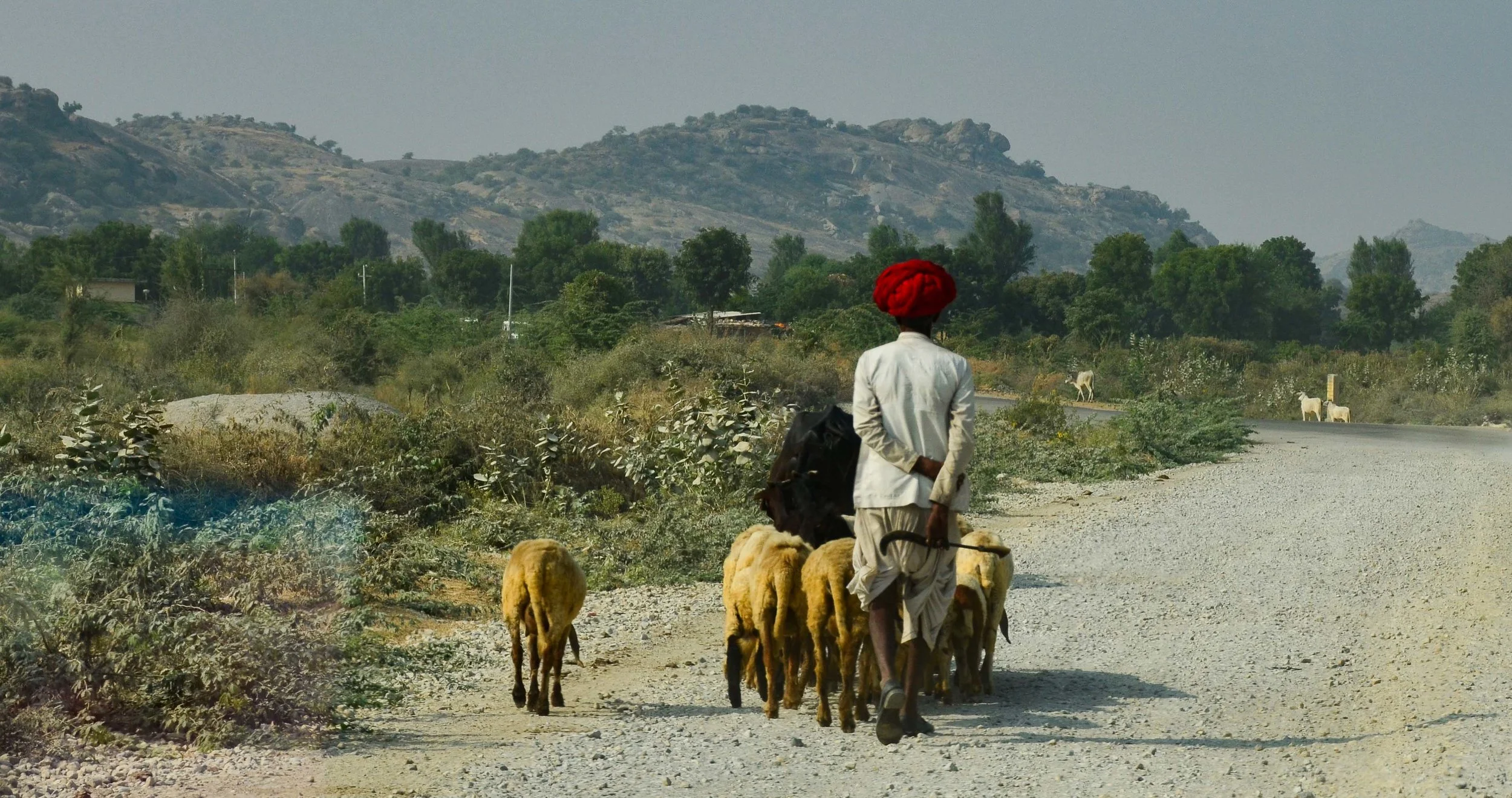 Red Turbin. jodhpur, India 2012