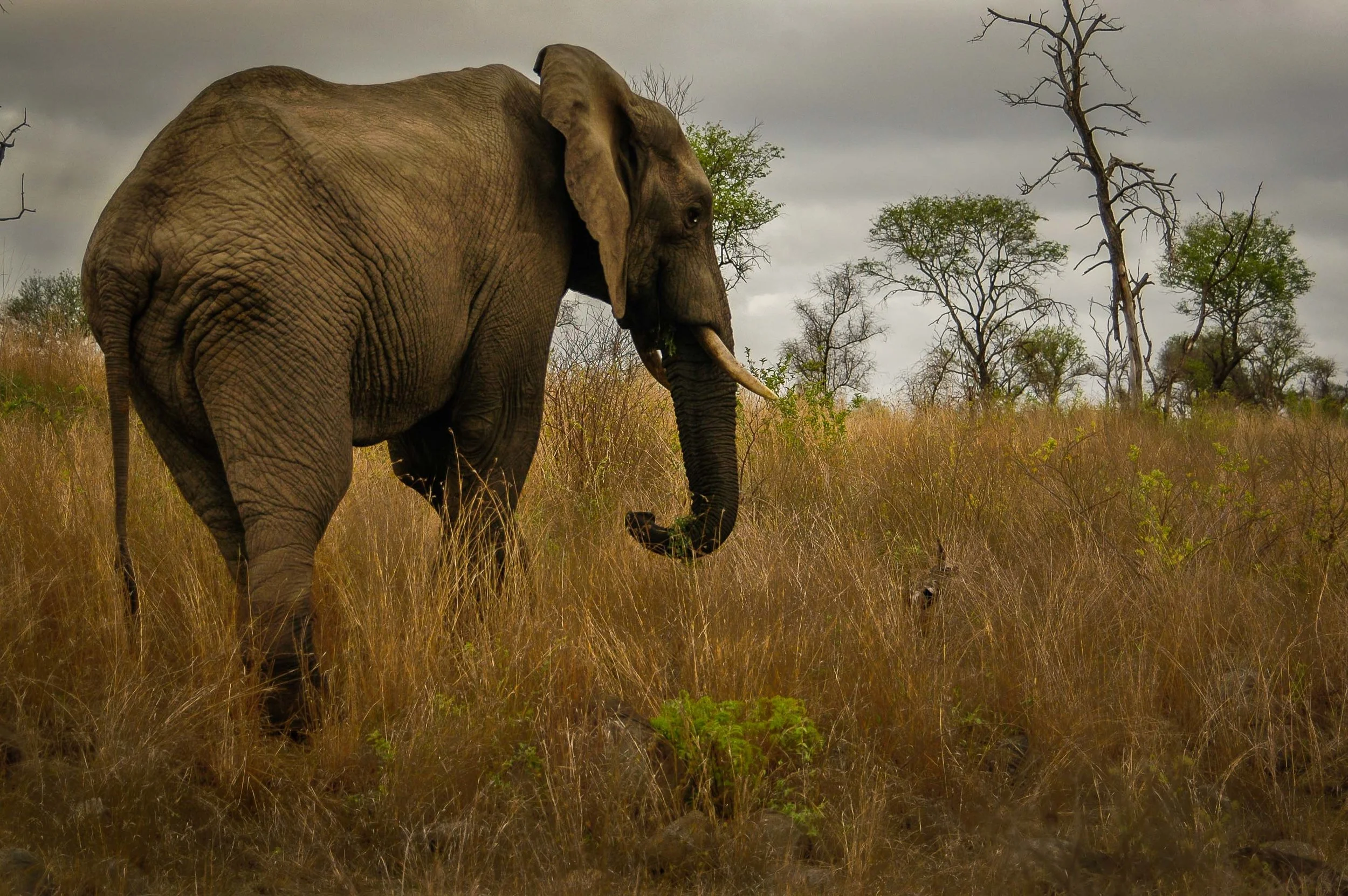 Kruger National Park,, South Africa 2005