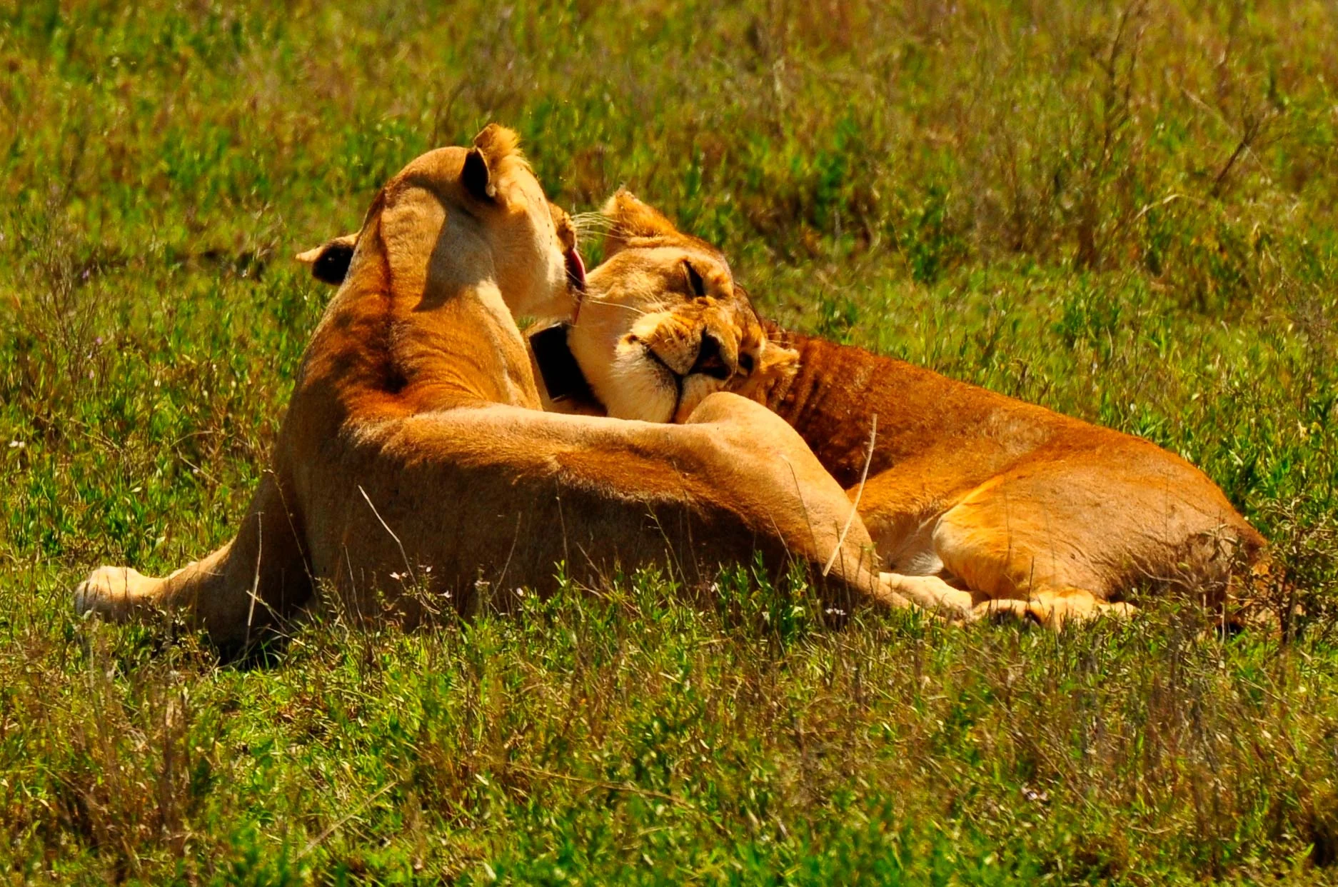 Serengeti, Tanzania, Africa 2009