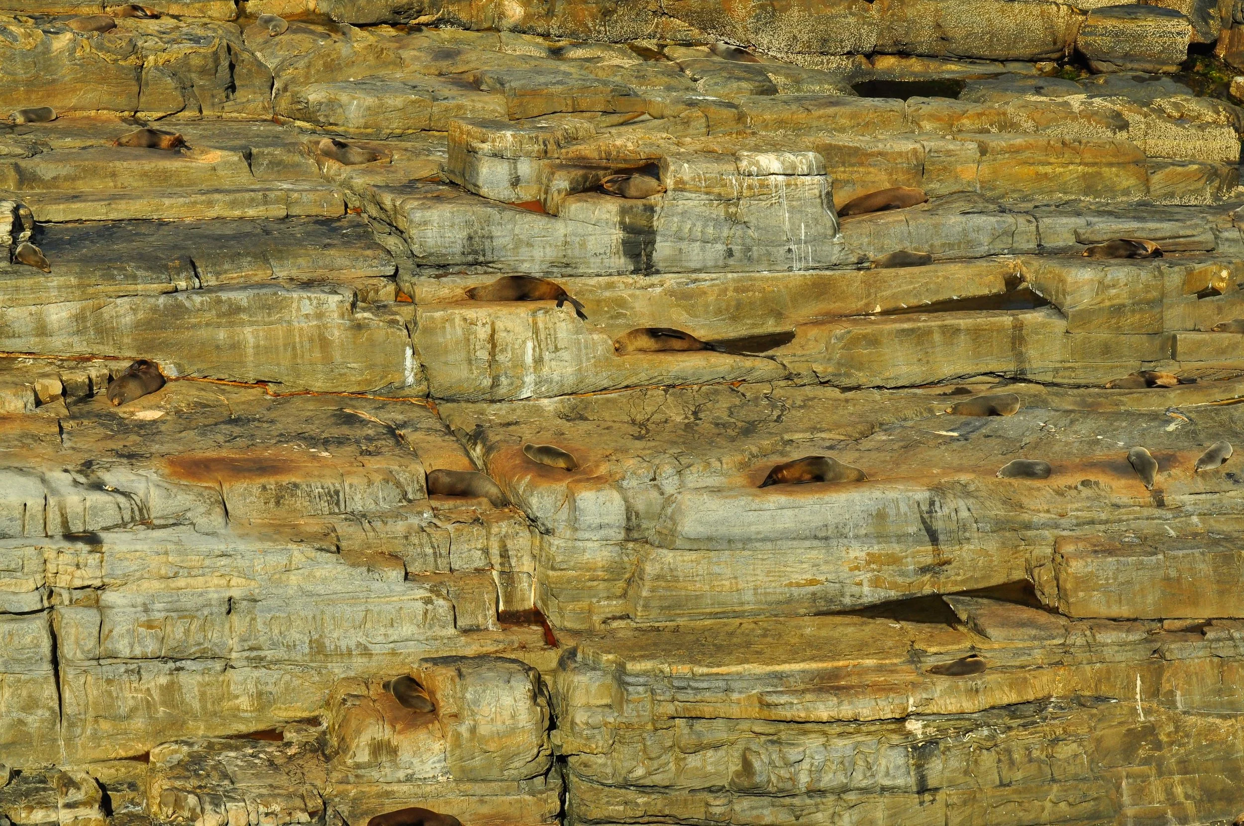 Napping Seals,. Flinders Chase National Park, Kangaroo Island, A