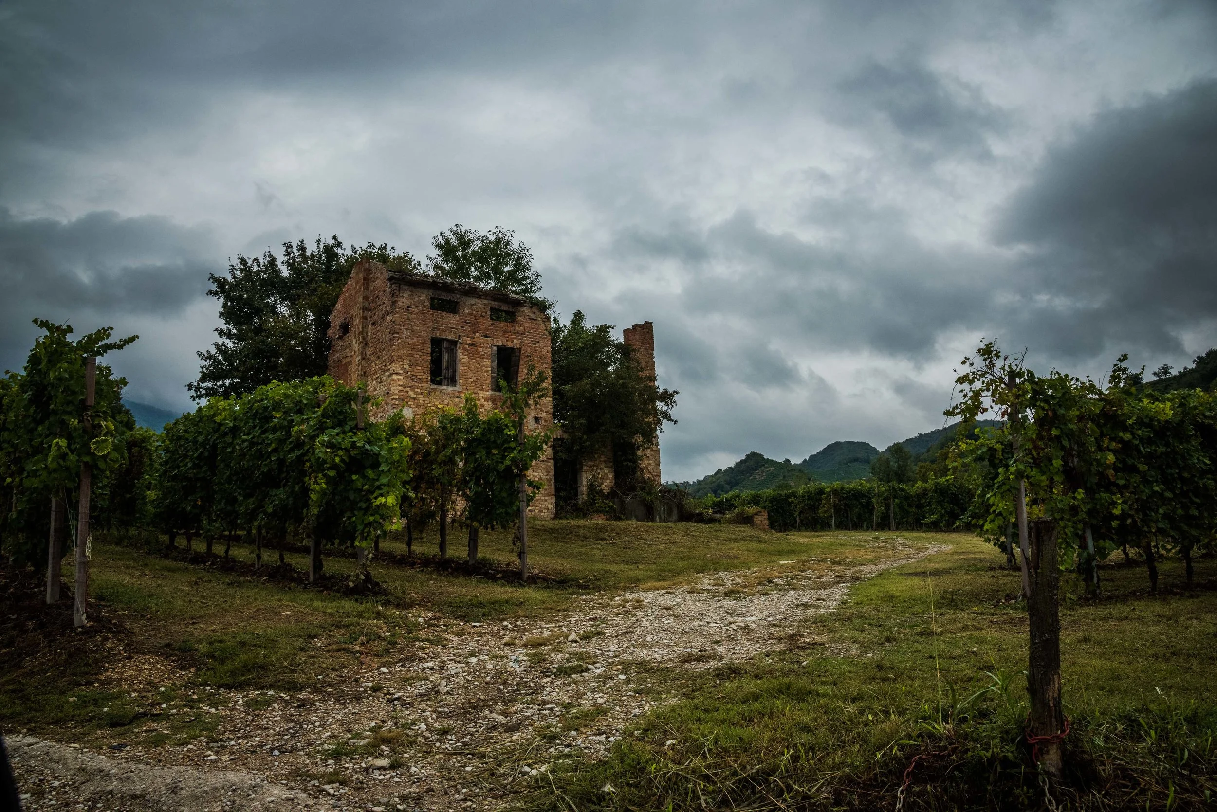 Vineyards. Asolo, Italy 2017