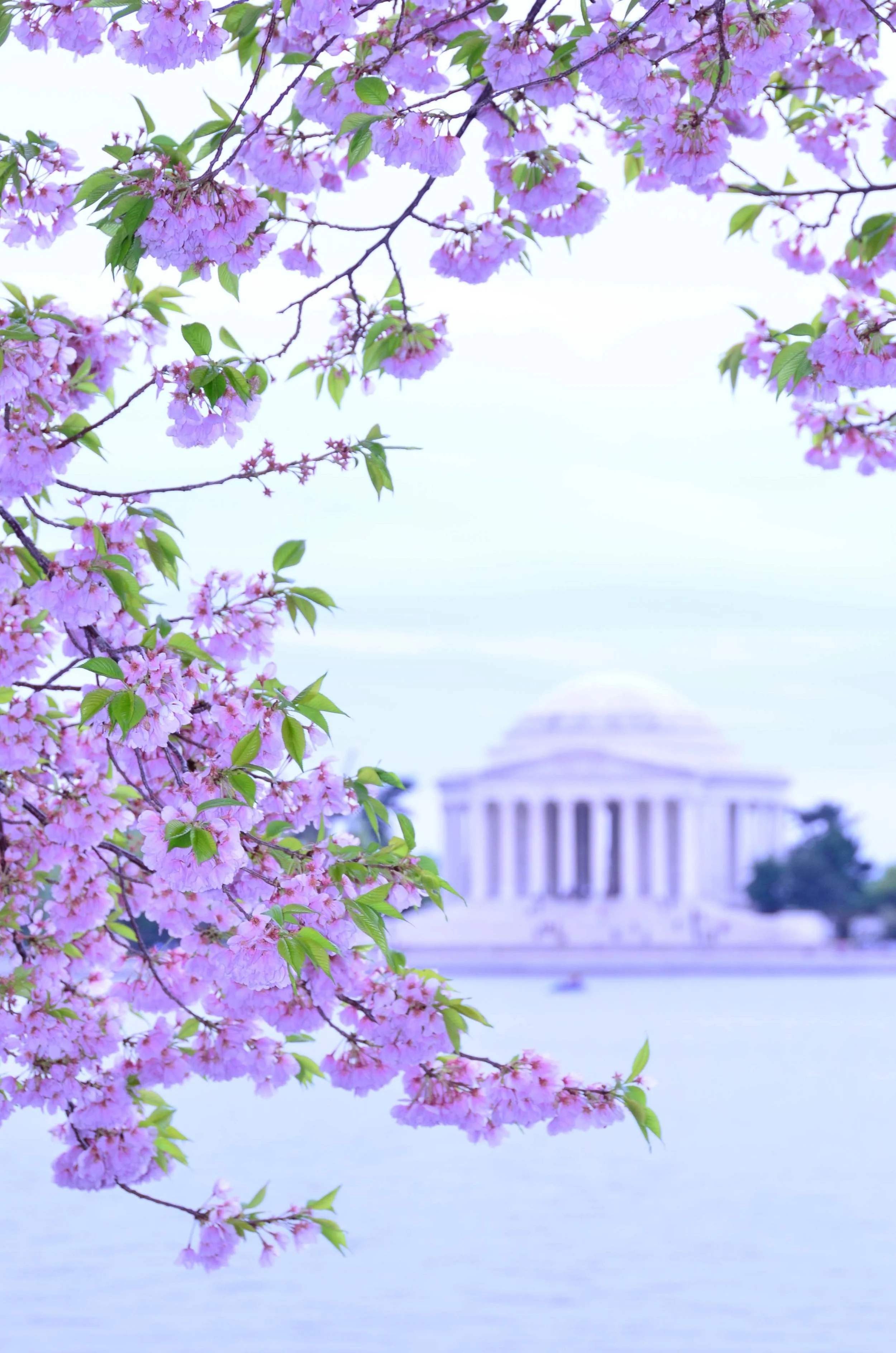 Cherry Blossums. Tidal Basin, Wash DC 2013
