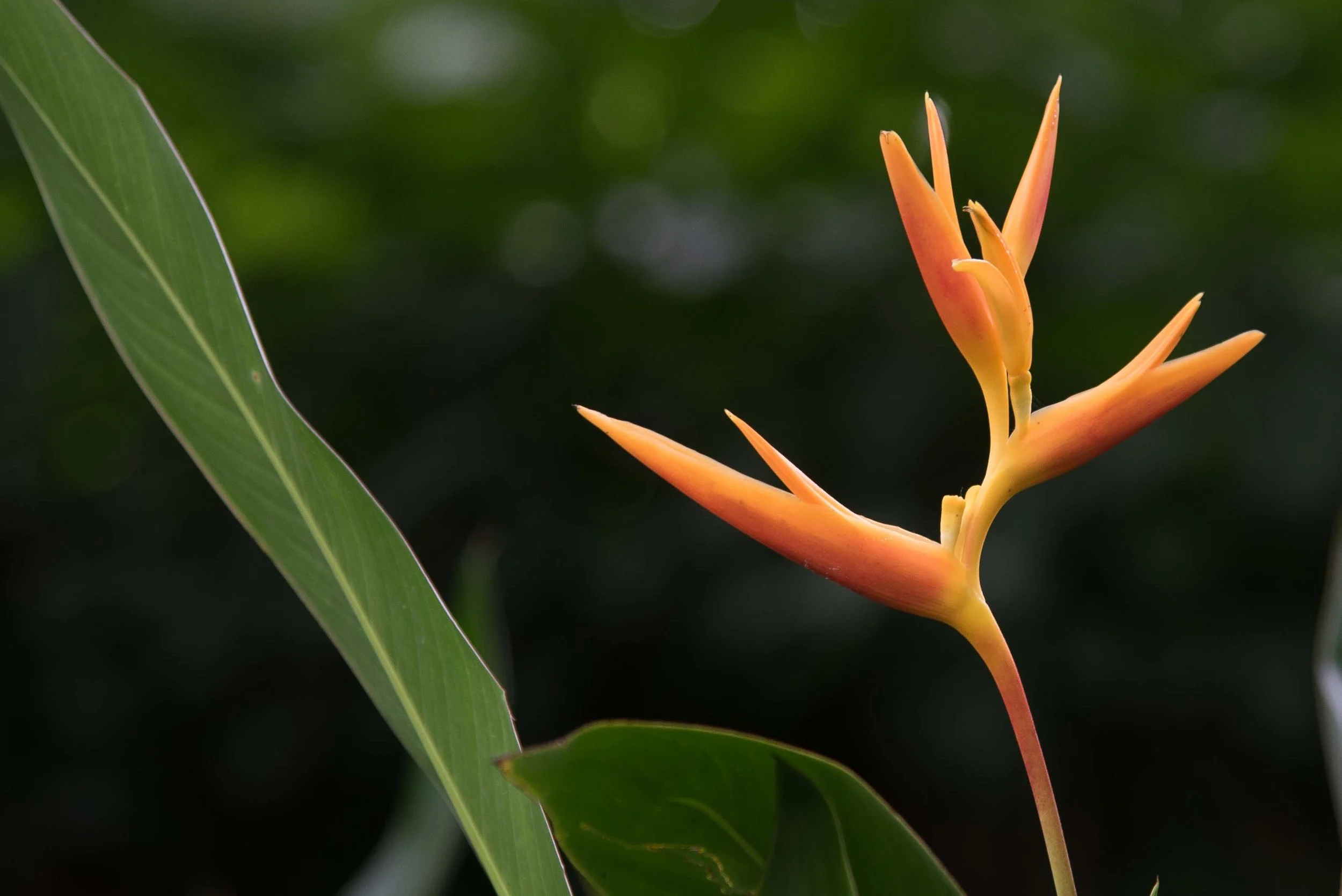 Orchid Garden, Singapore 2015