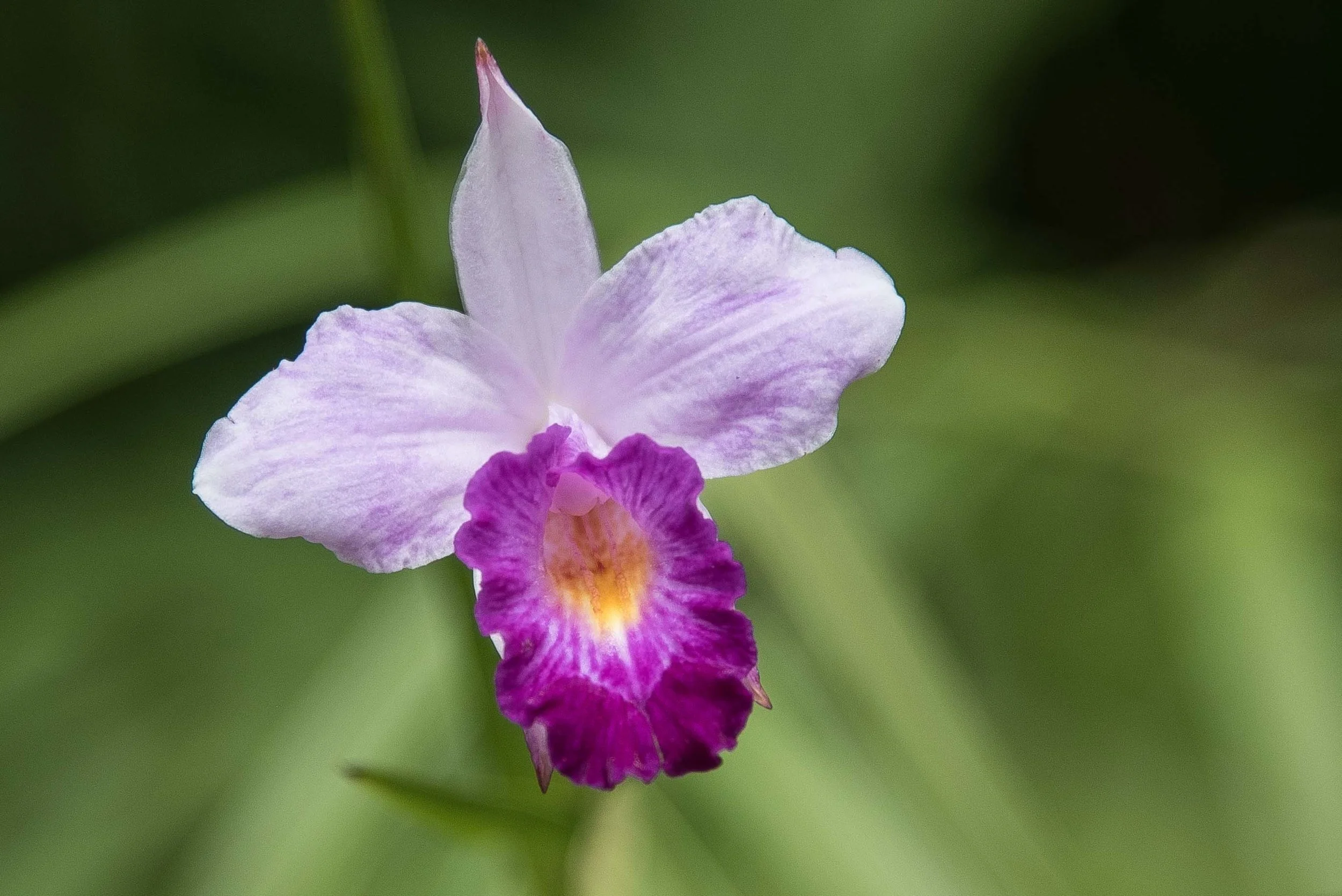 Orchid Garden, Singapore 2015