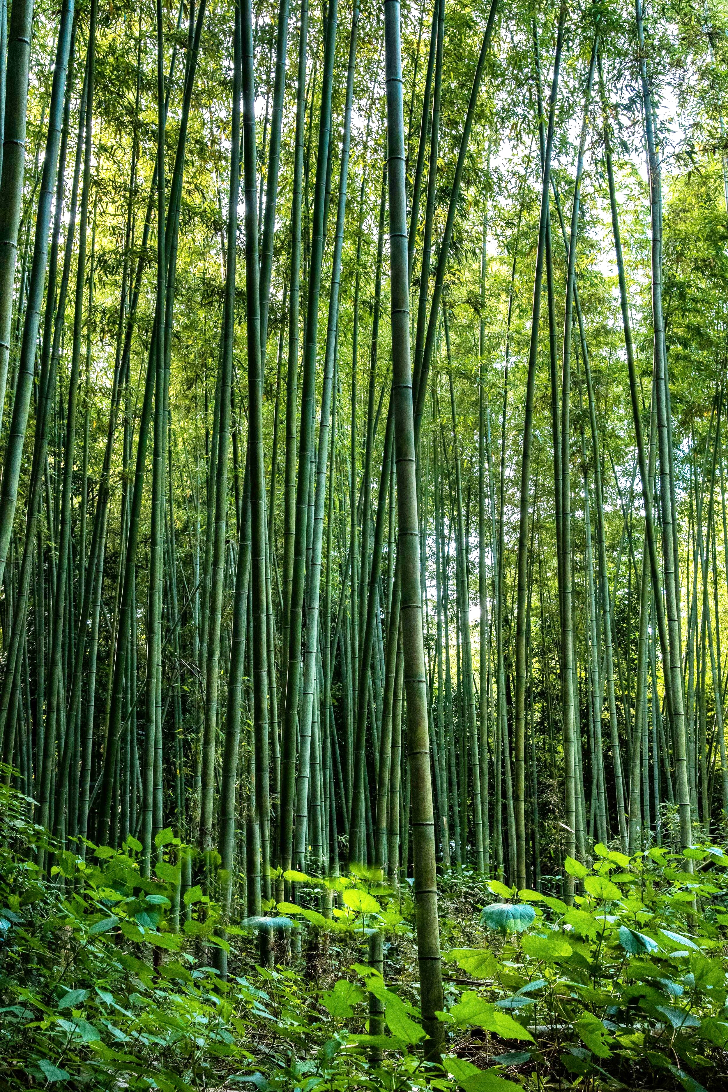 Treescape - Arashiyama Bamboo Grove. Kyoto, Japan 2016
