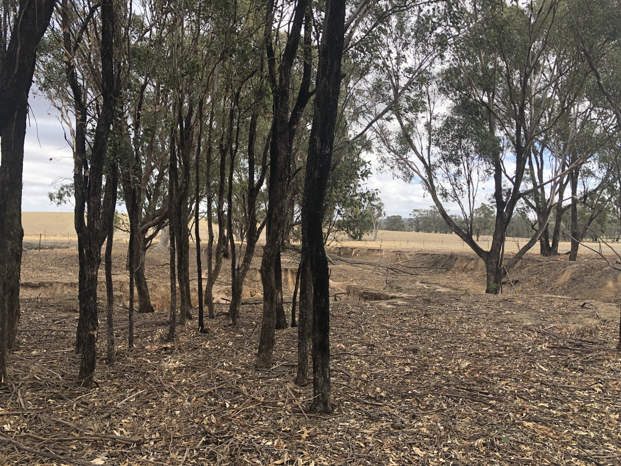  The group of trees which formed the entrance to Meira’s shrine to her daughter. 