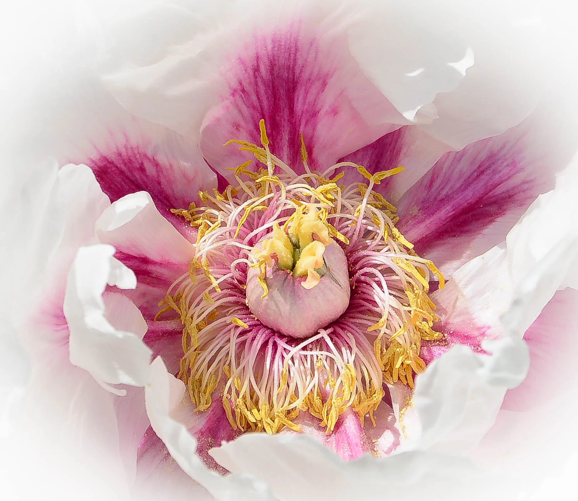 peony1.jpg