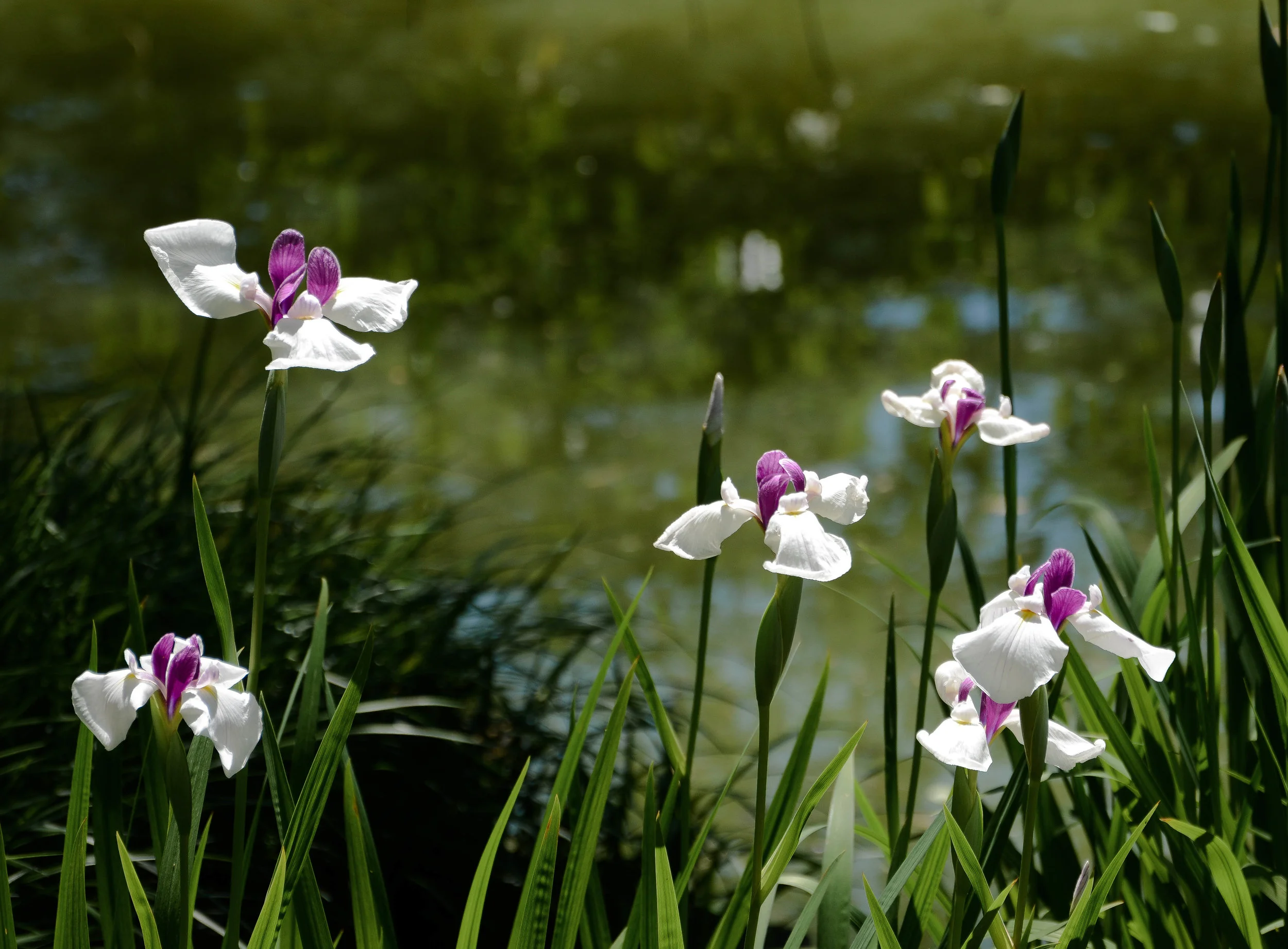 iris3.jpg
